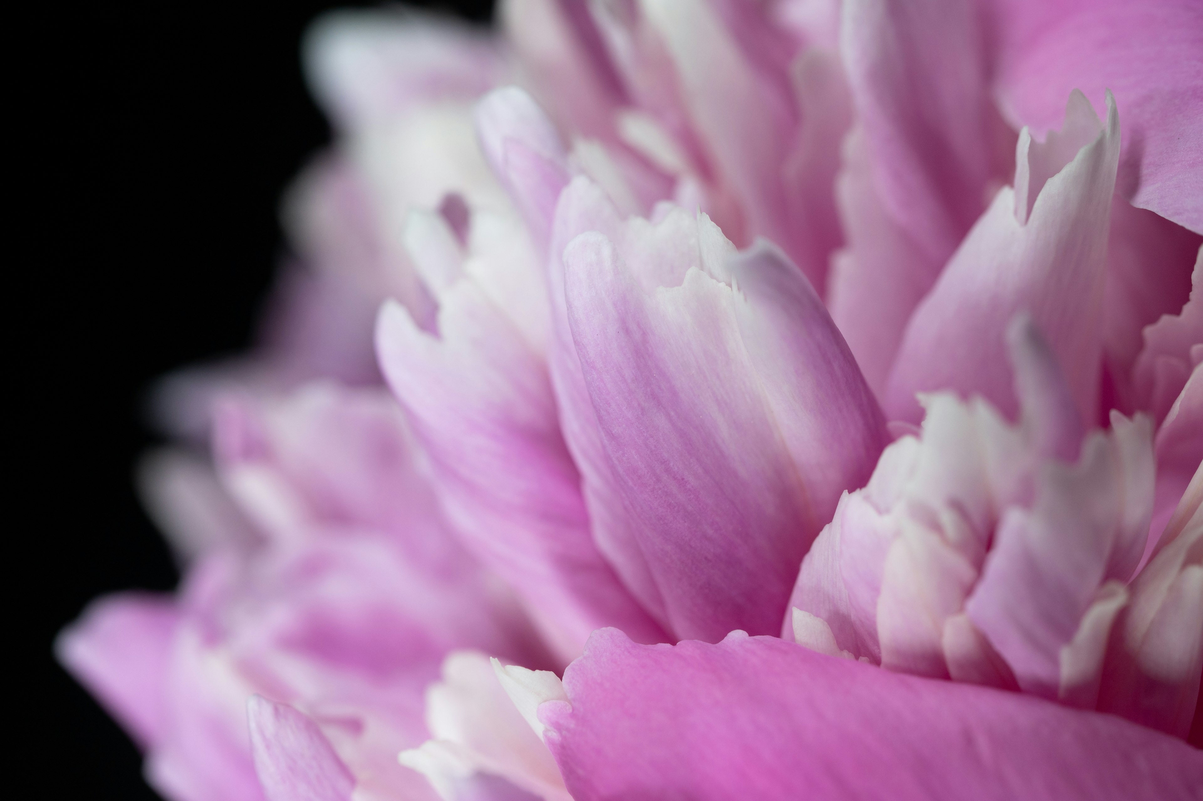 Imagen en primer plano de pétalos de flores rosas con textura suave y características de degradado