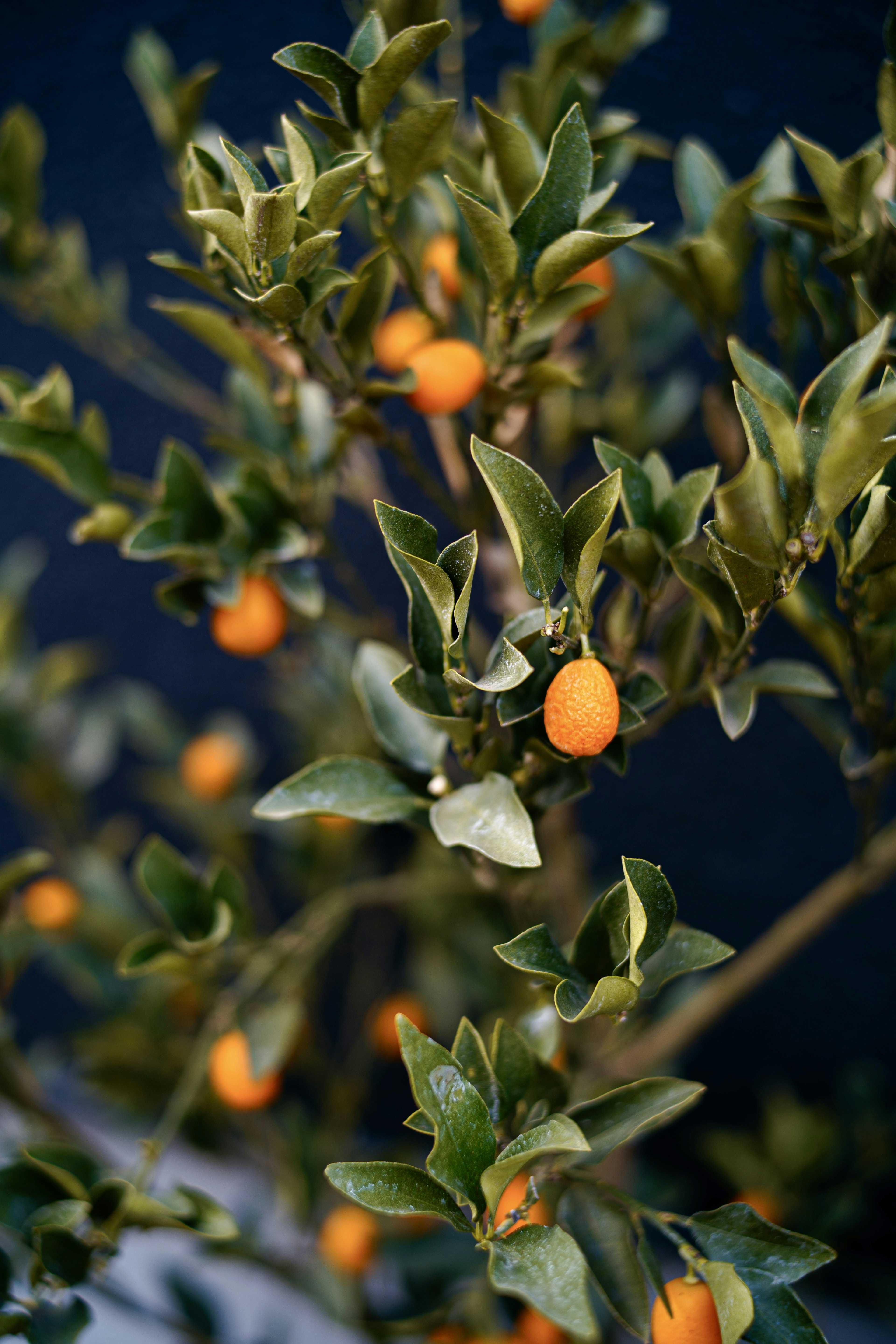 Primo piano di un albero con foglie verdi e frutti arancioni