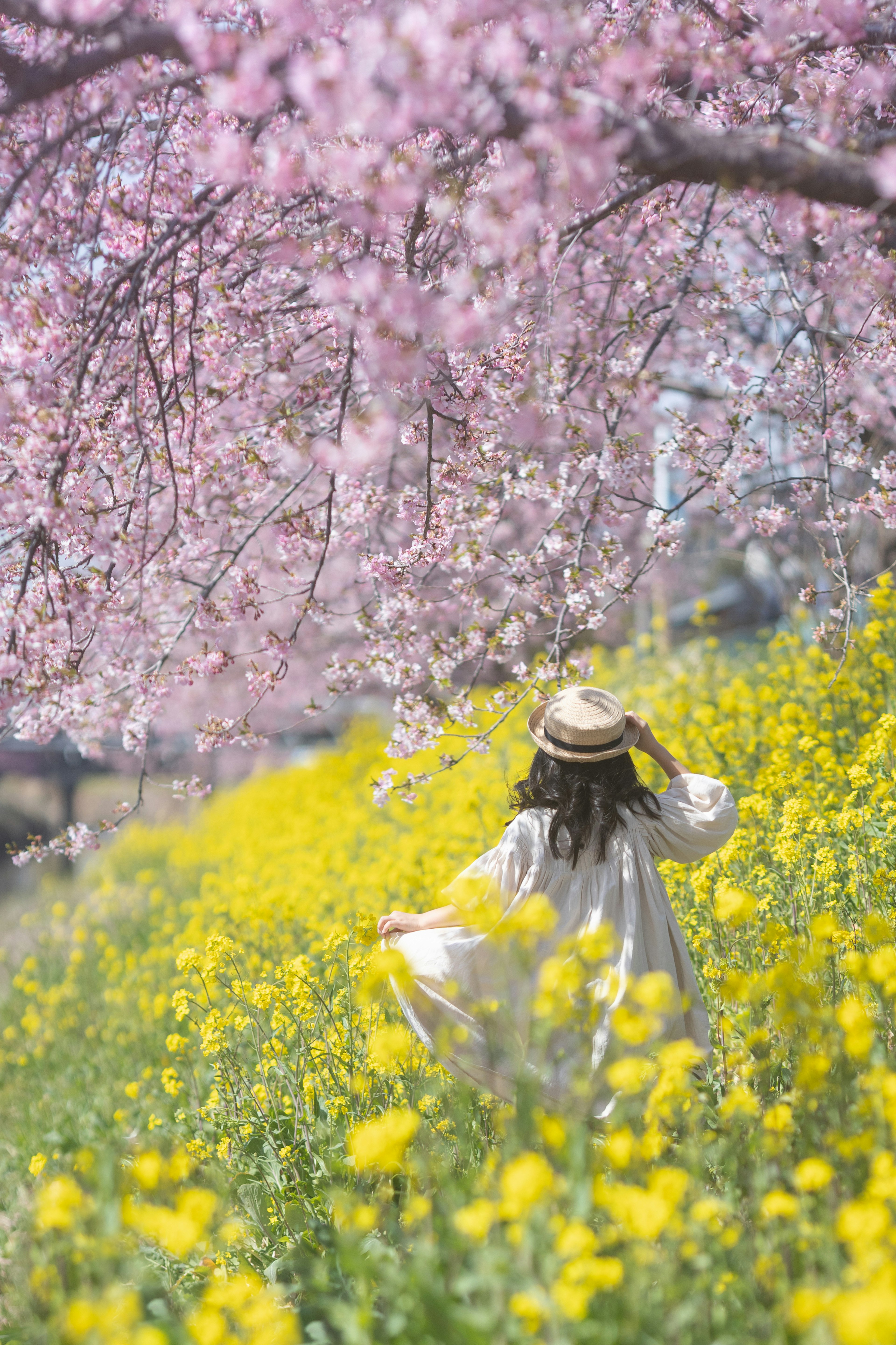 桜の木の下で黄色い花畑の中を歩く女性