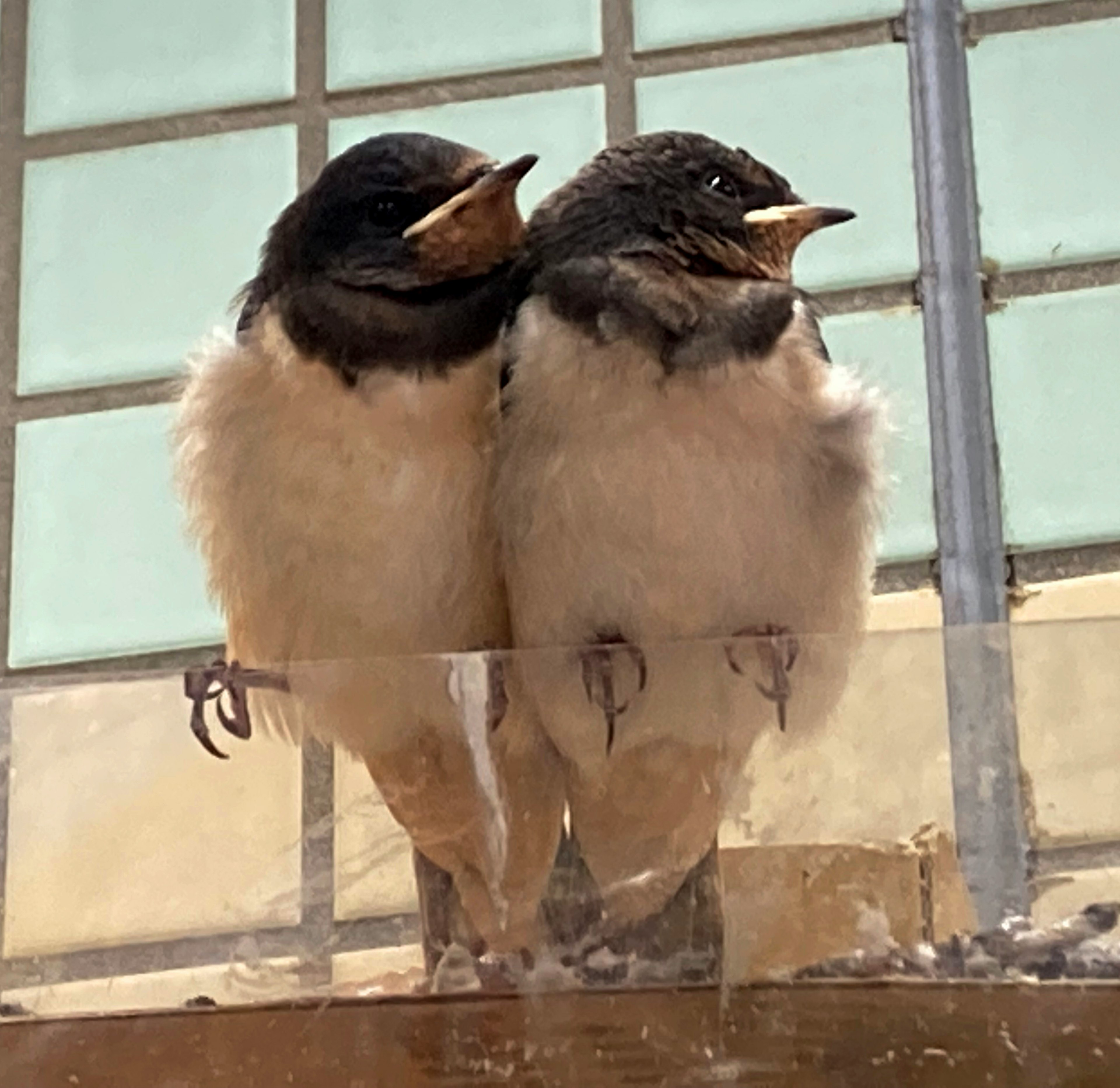 Dos pajaritos recién nacidos posados cerca de una ventana