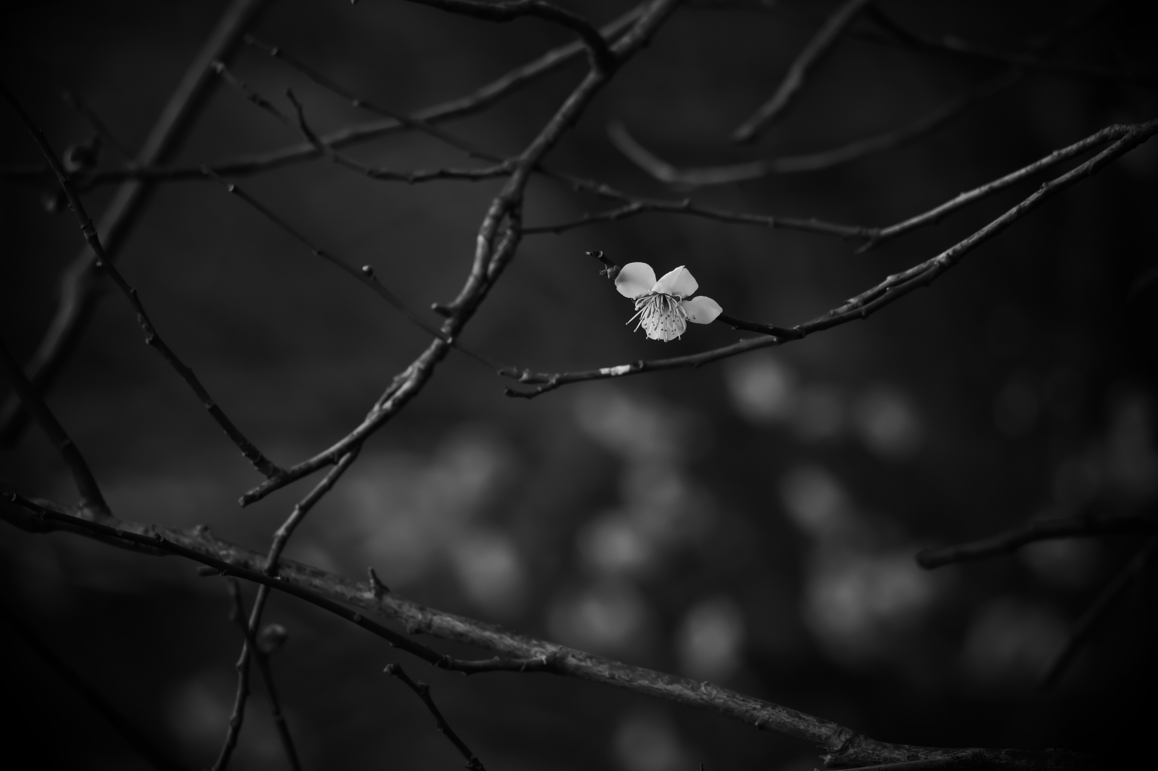 Une seule fleur blanche fleurissant parmi des branches sombres dans un cadre monochrome