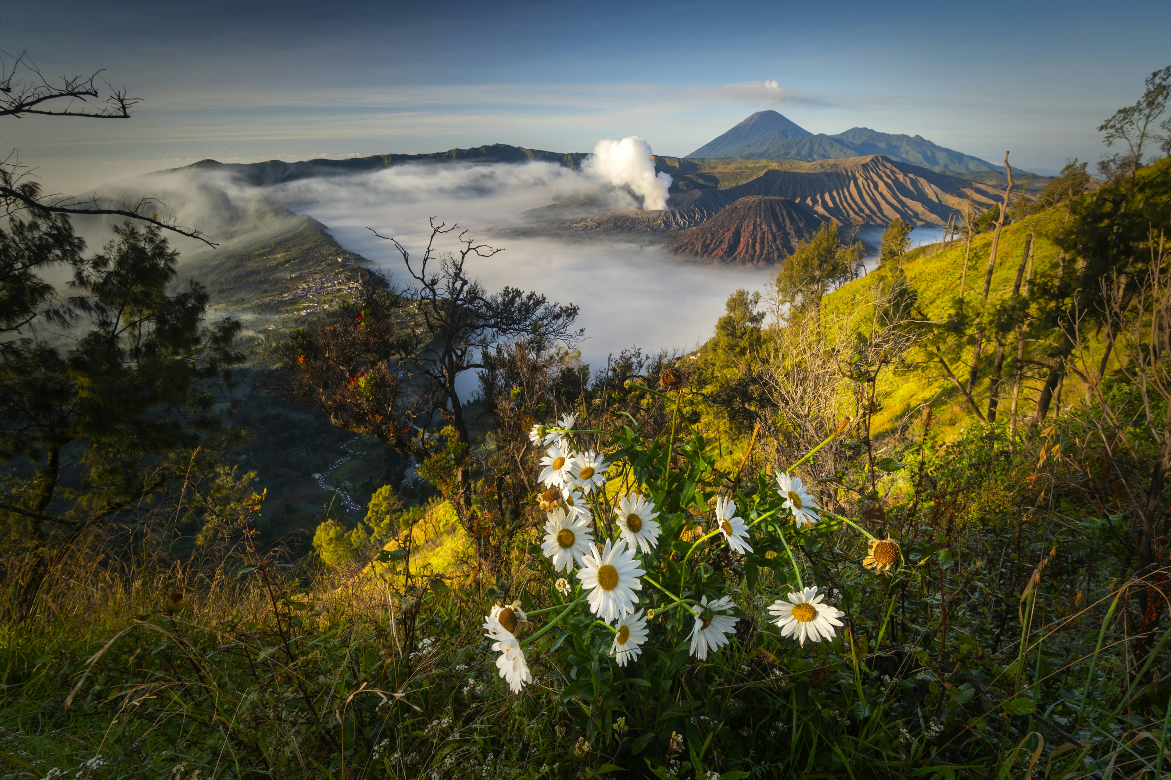 美しい山の風景と白い花々が咲いている風景