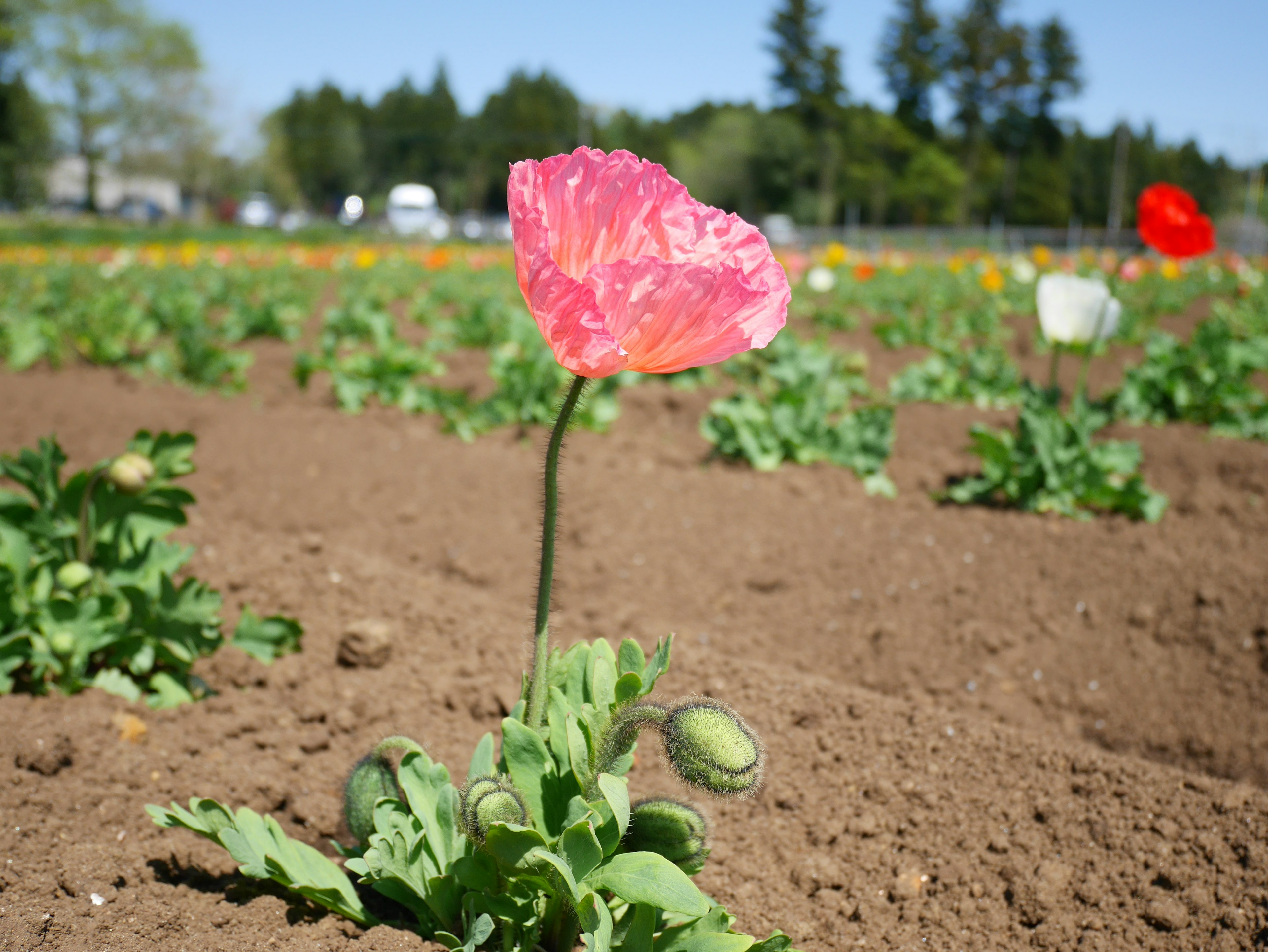 Une fleur de pavot rose en fleur dans un champ