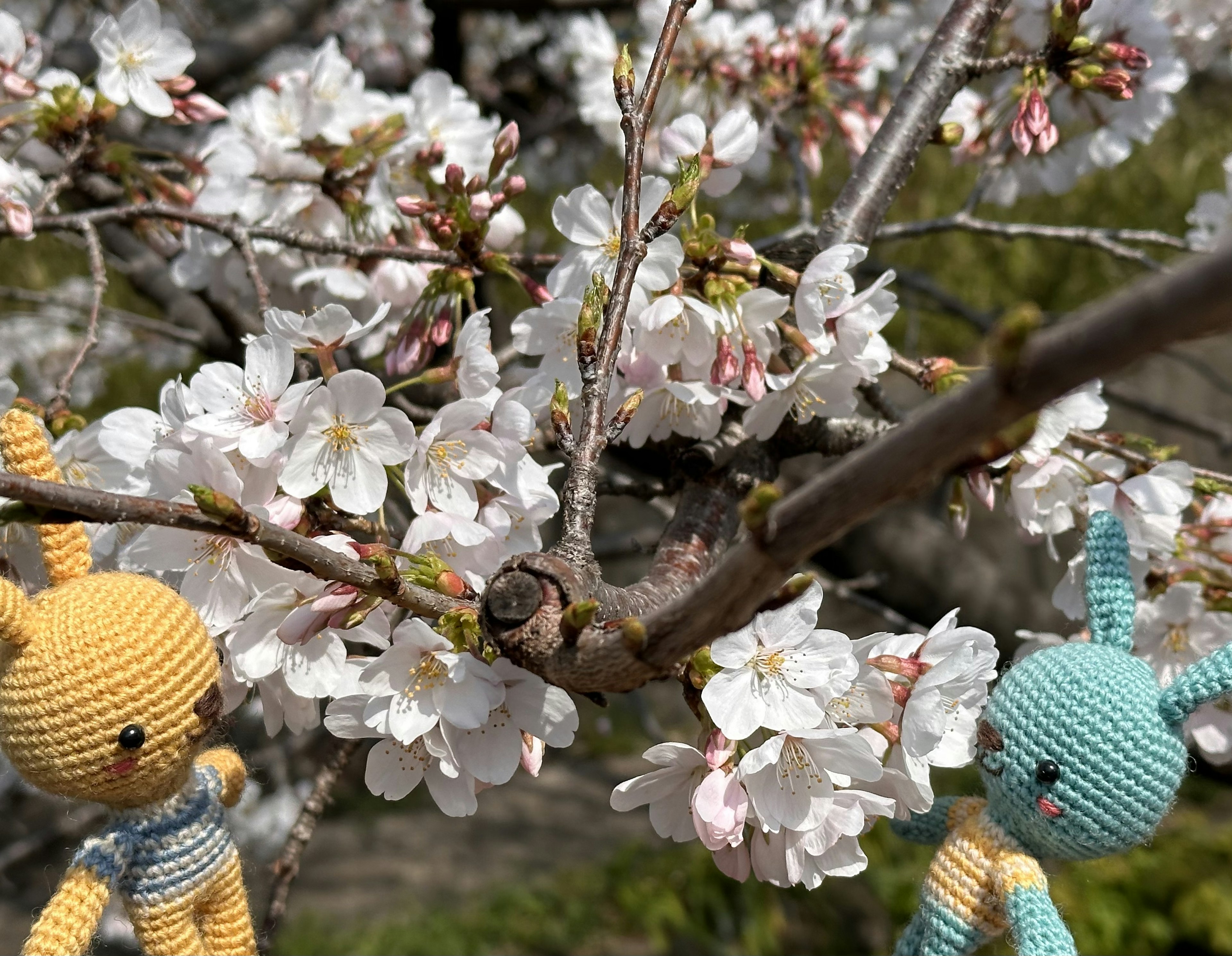 Yellow and blue crochet bunnies among cherry blossoms