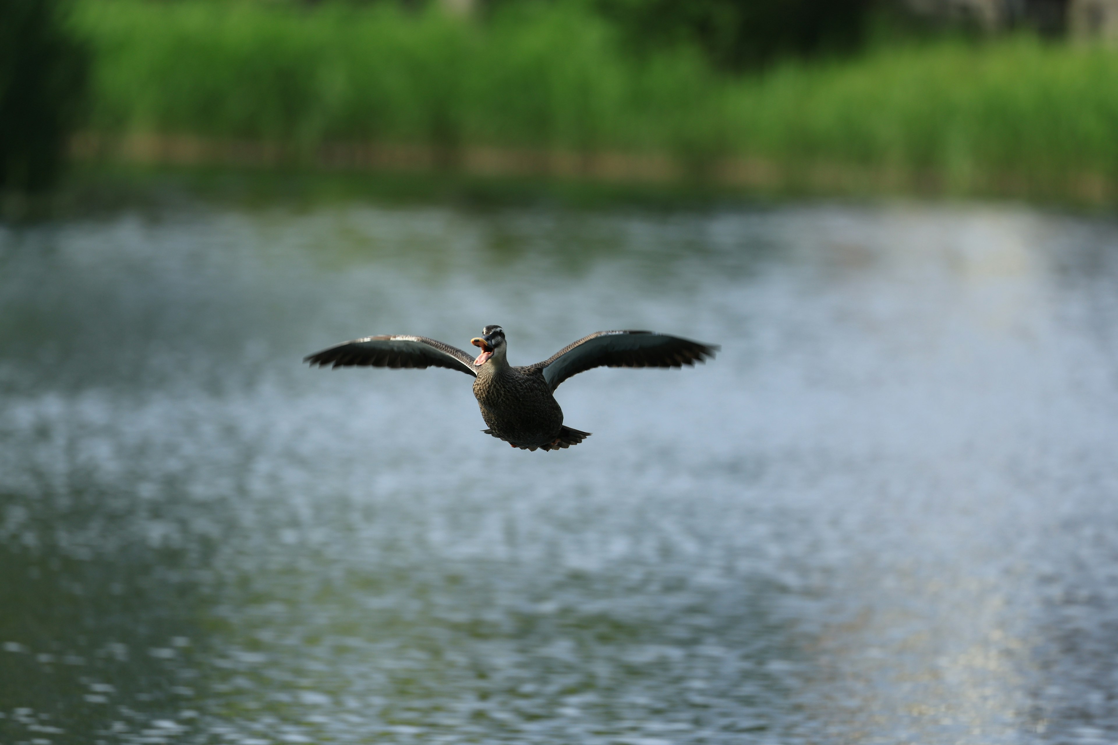 Eine Ente fliegt über einen schimmernden See mit Grün im Hintergrund