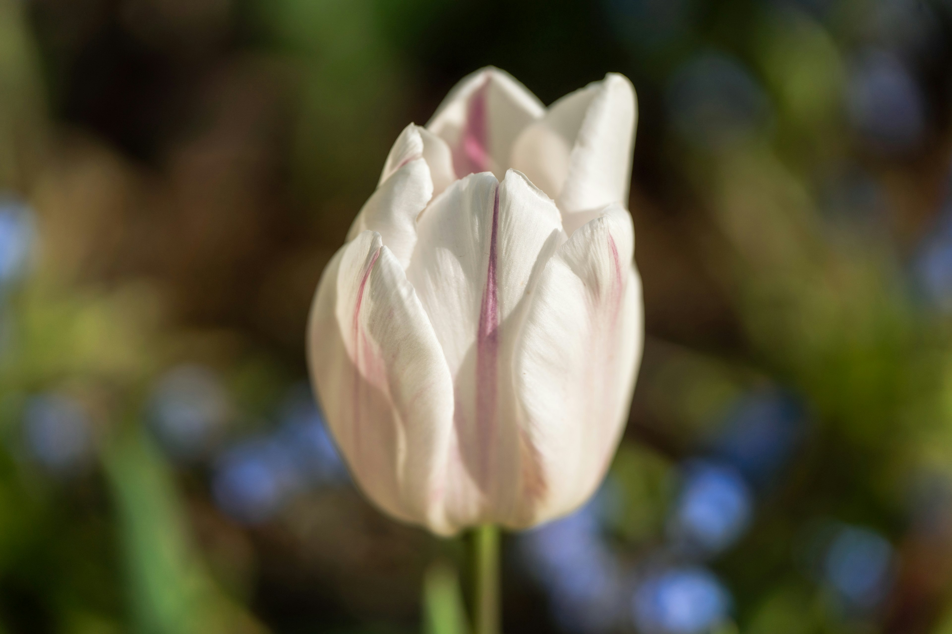 Un tulipe blanche en fleurs avec des accents roses doux