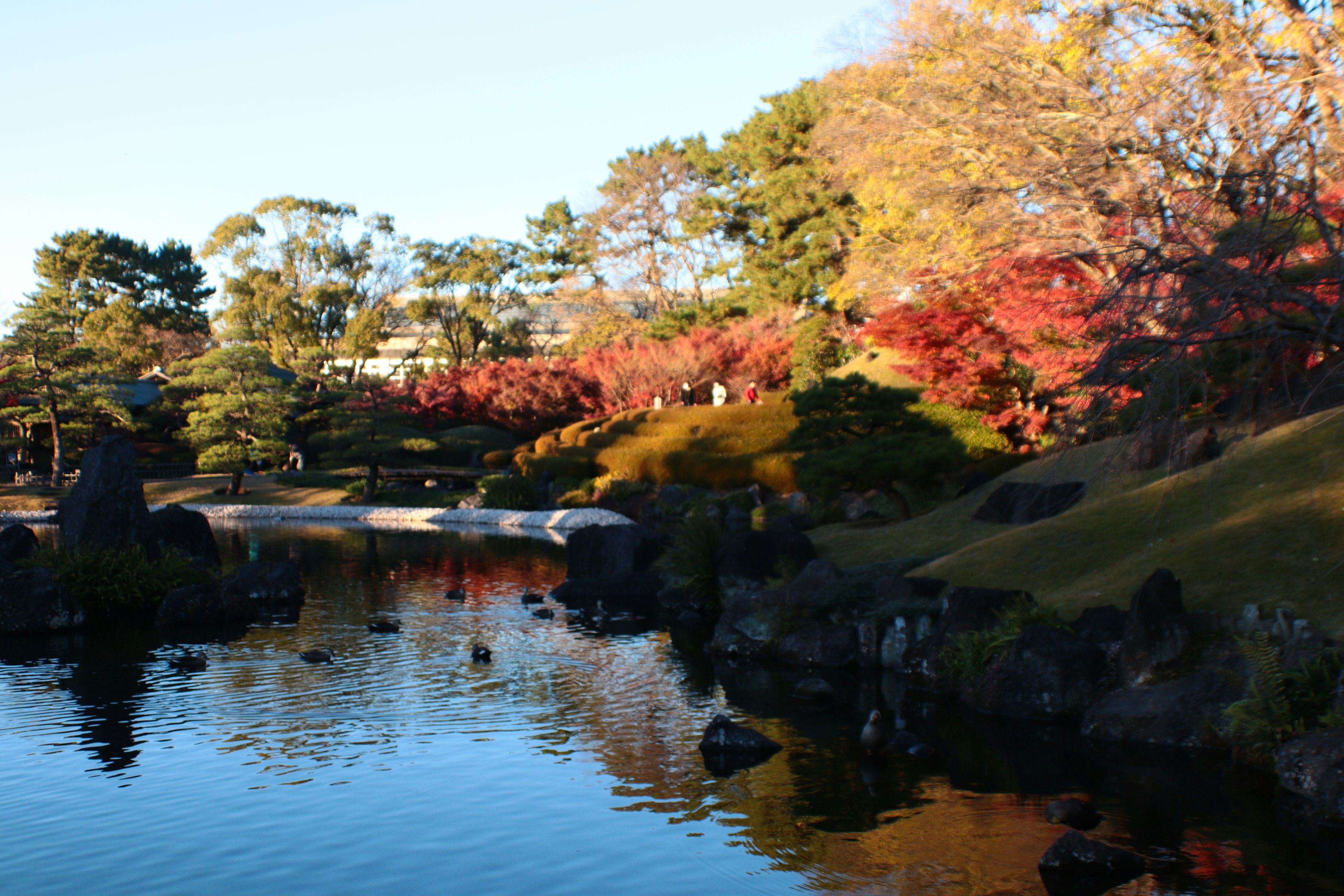 Schöne Herbstszene eines japanischen Gartens mit Teichreflexionen und bunten Bäumen