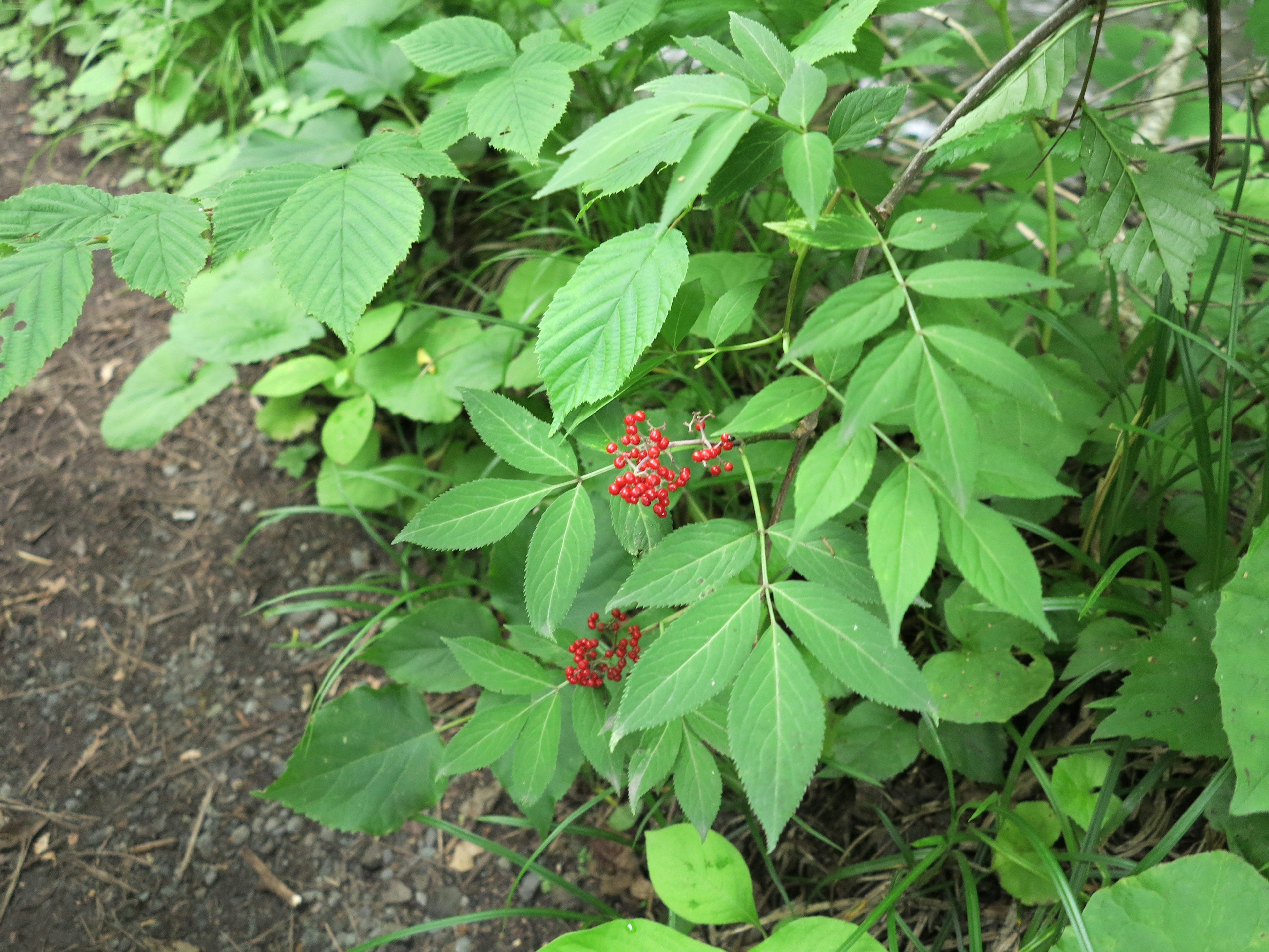 緑の葉に囲まれた赤い花が咲いている植物の写真