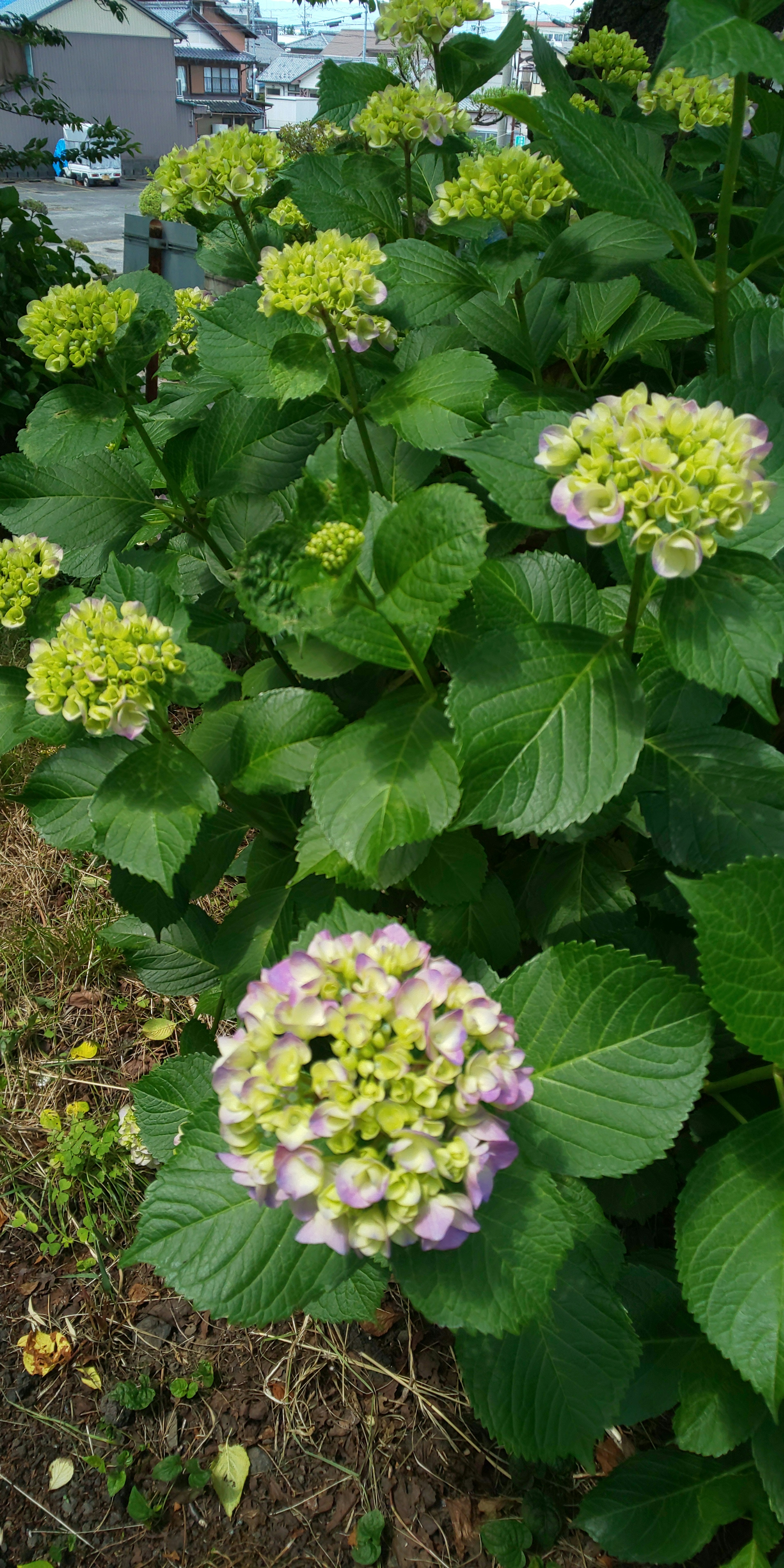 Pianta di ortensia con foglie verdi e fiori viola in fiore