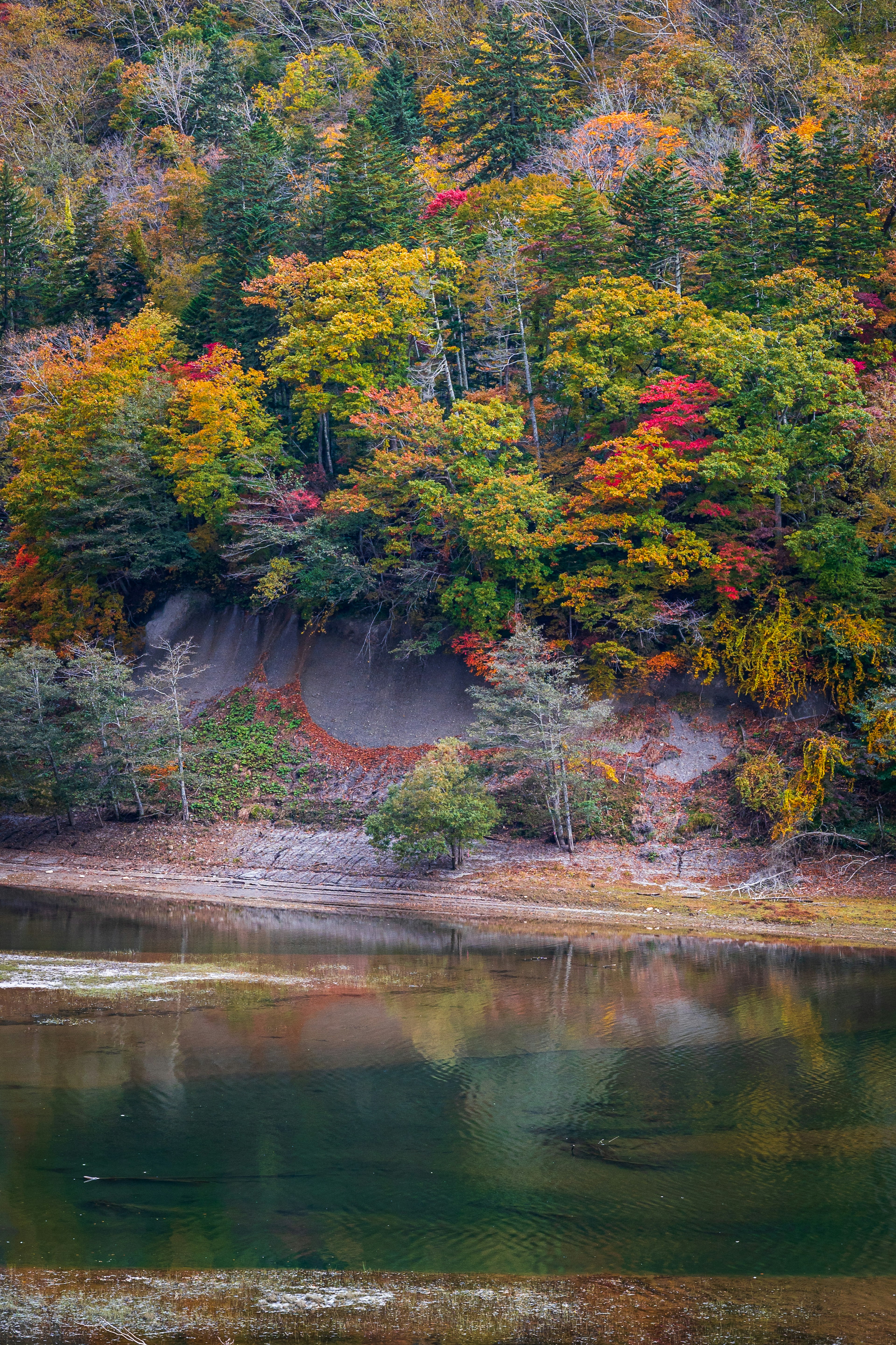 湖泊周圍秋季樹葉的風景 綠色、紅色和黃色的樹木在水面上反射