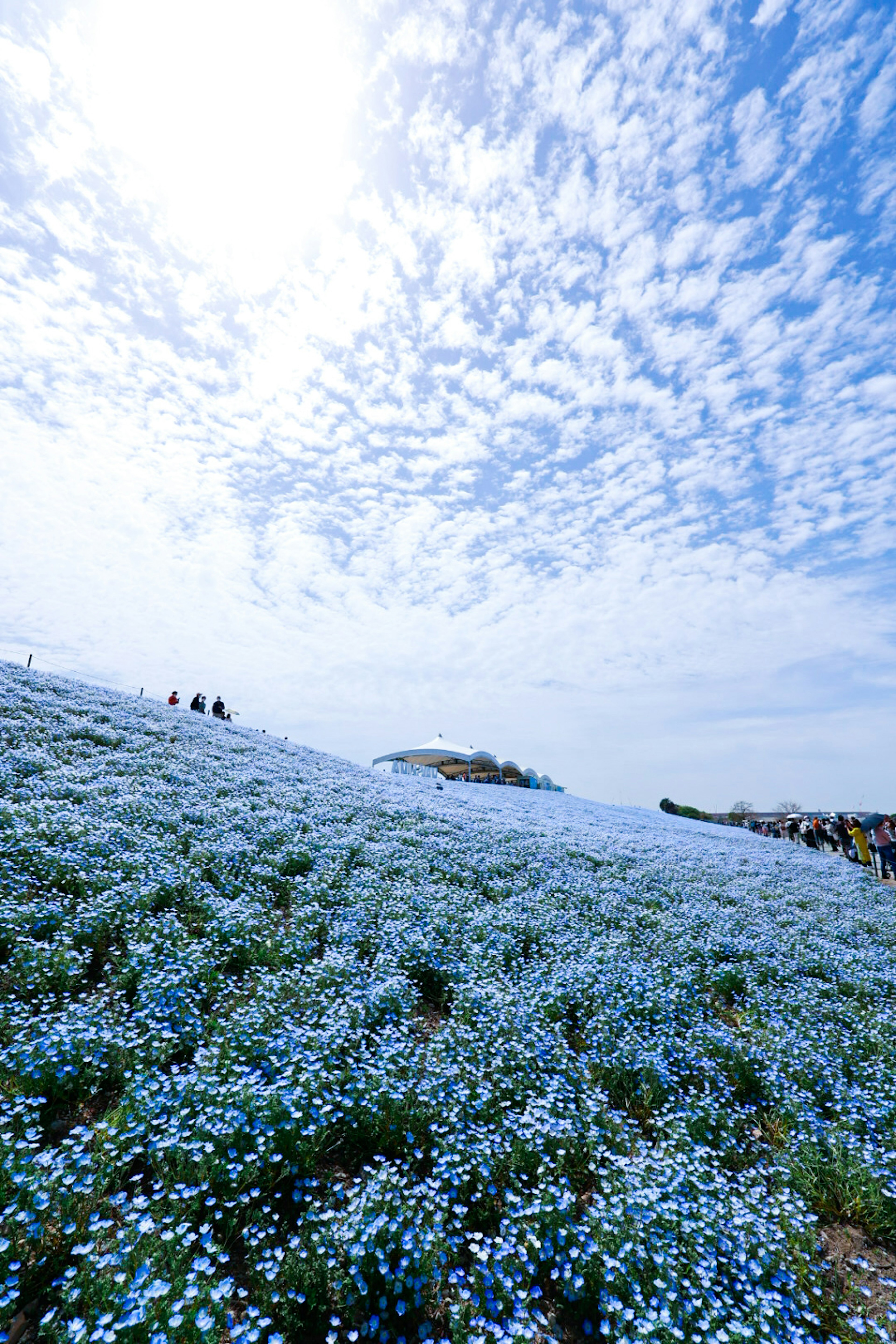 Ein Hügel mit blauen Blumen unter einem hellblauen Himmel