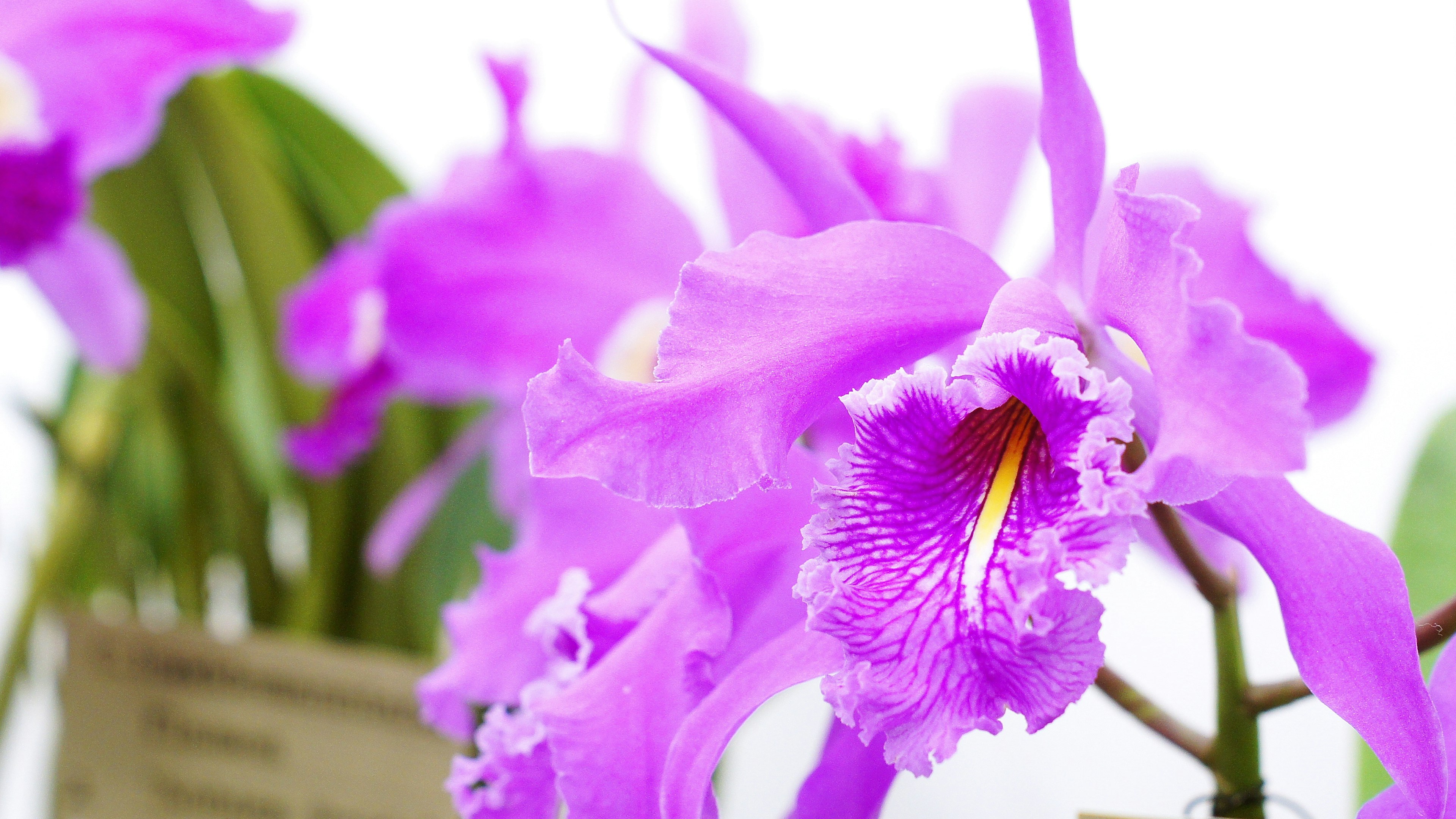 Gros plan sur des fleurs d'orchidée violettes vibrantes sur un fond lumineux