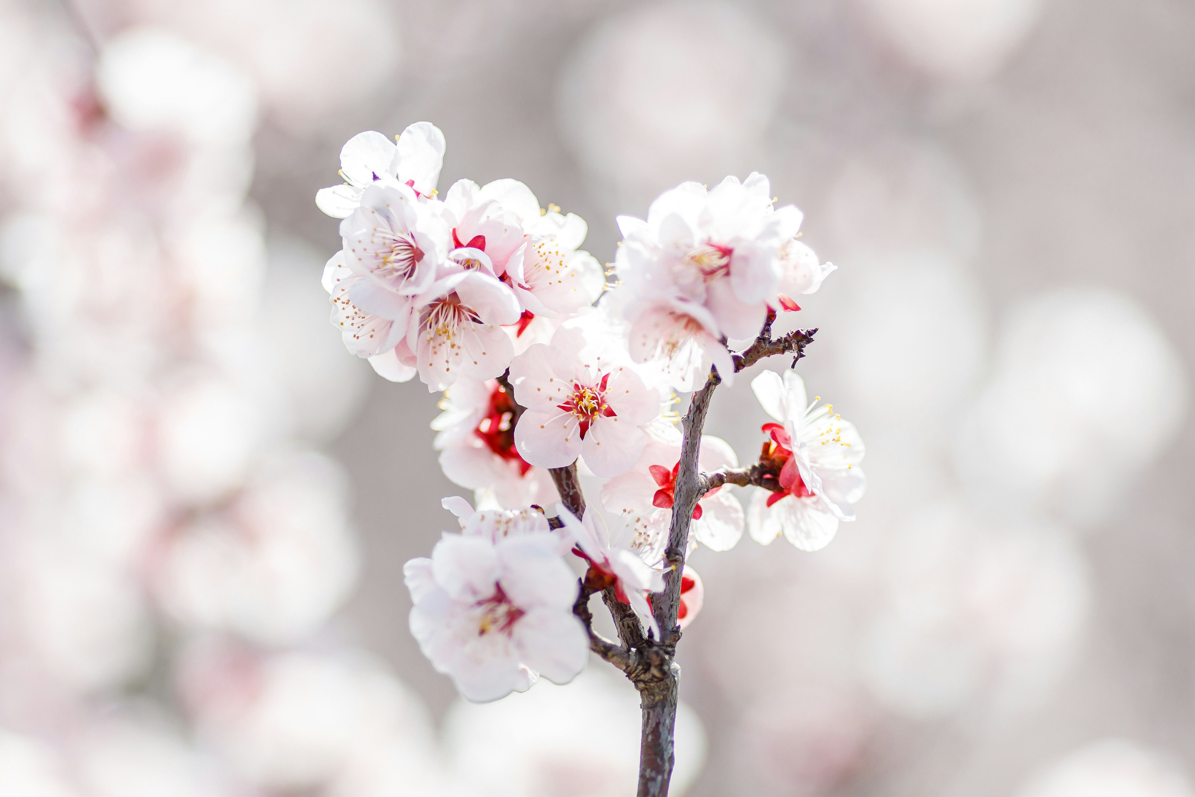 Kedekatan cabang bunga sakura dengan bunga merah muda lembut