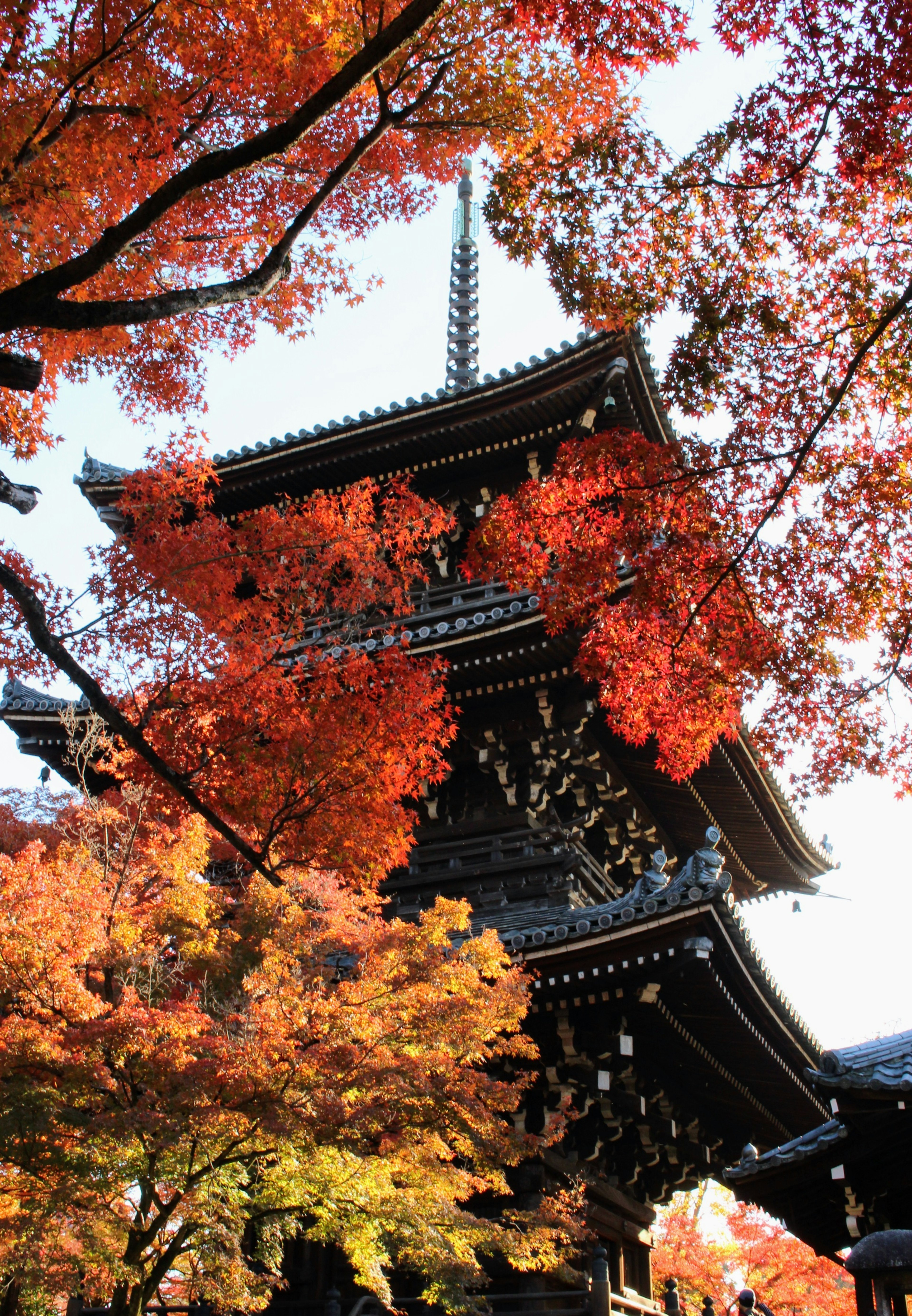 美しい紅葉に囲まれた伝統的な日本の寺院の塔