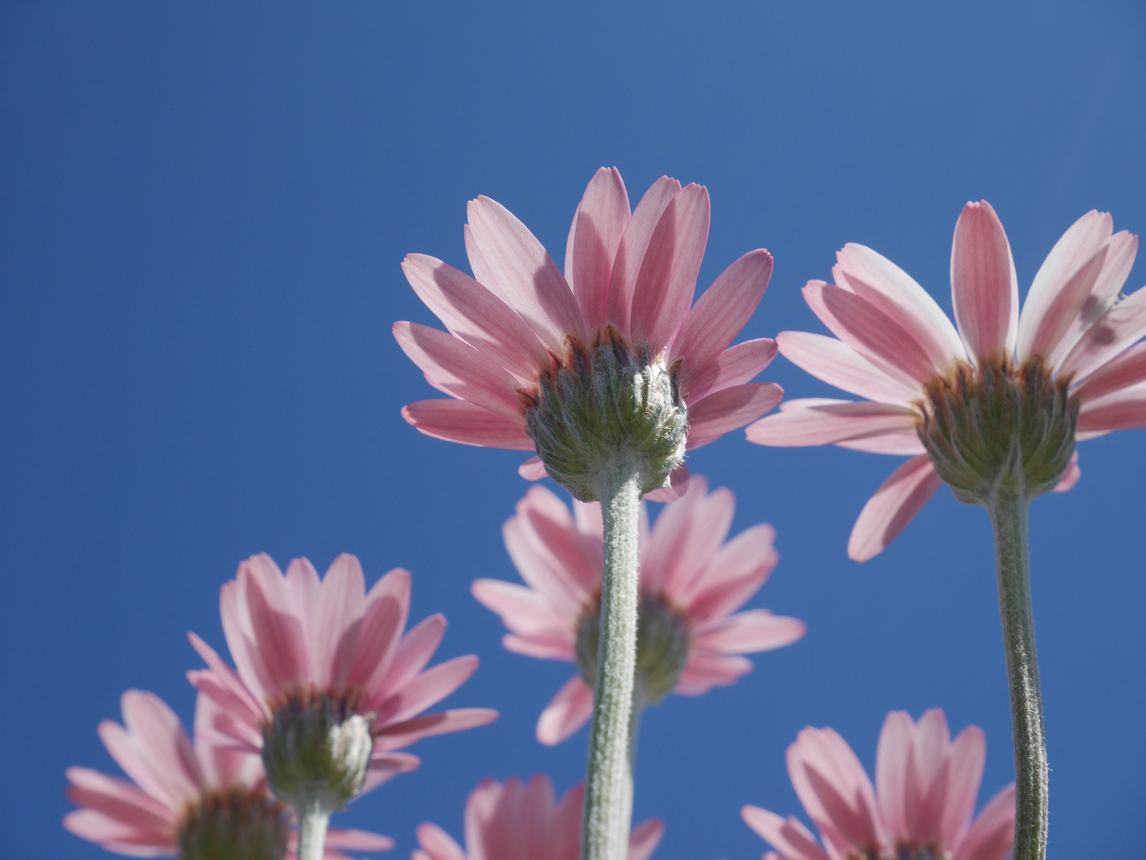 Acercamiento de flores rosas contra un cielo azul