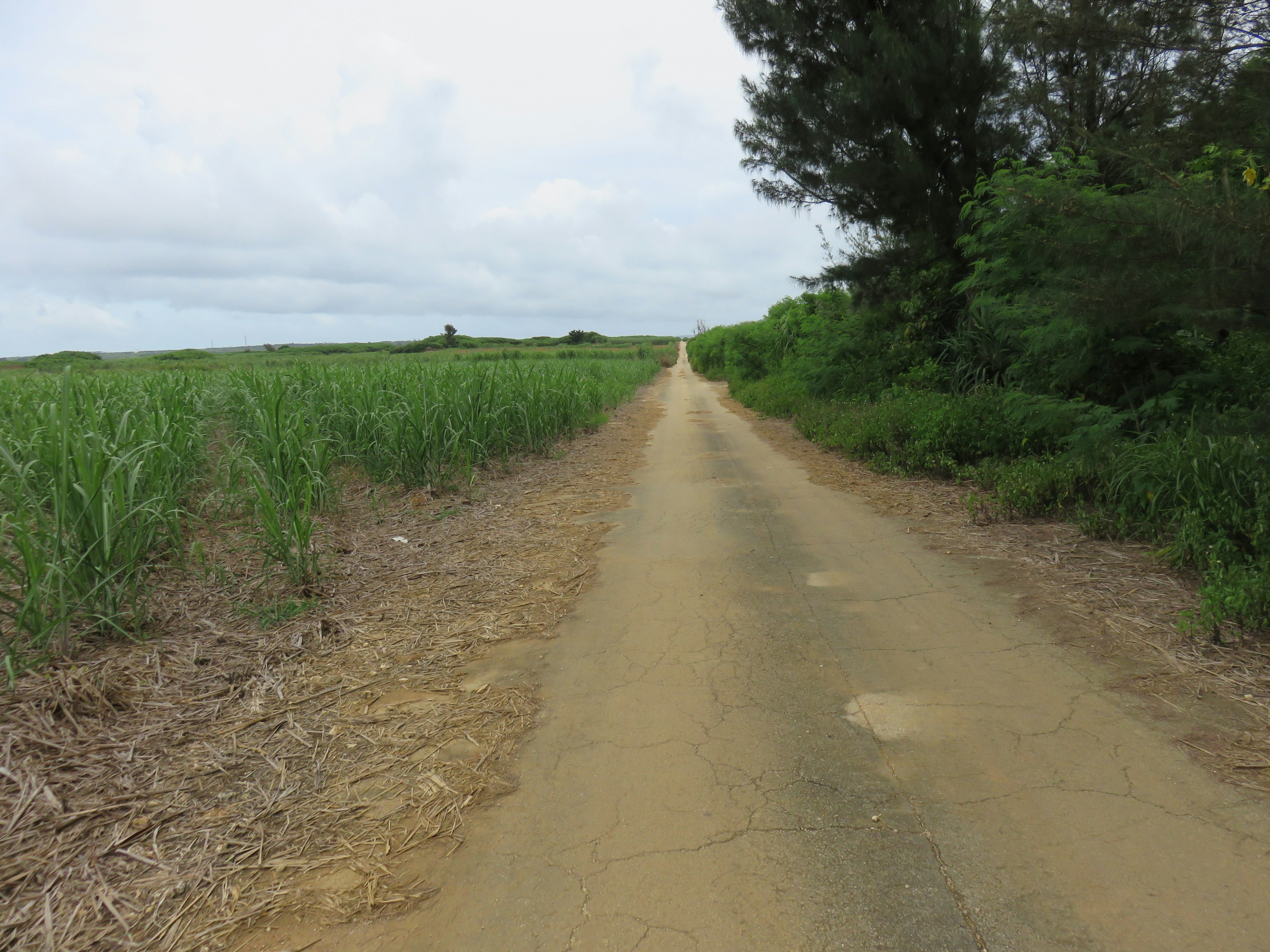 A dirt road lined with green sugarcane fields under a cloudy sky