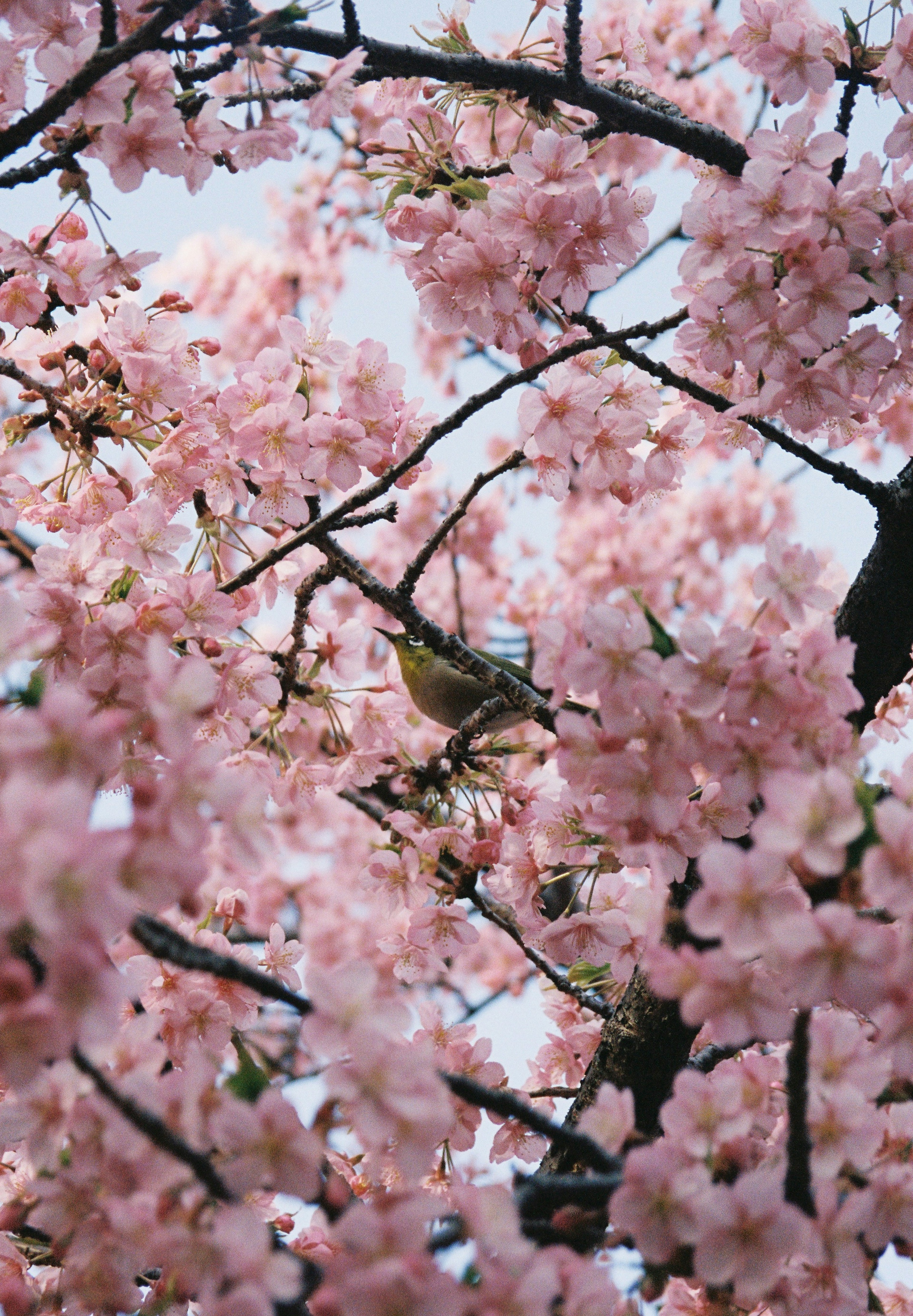 Bella scena primaverile con fiori di ciliegio e un piccolo uccello