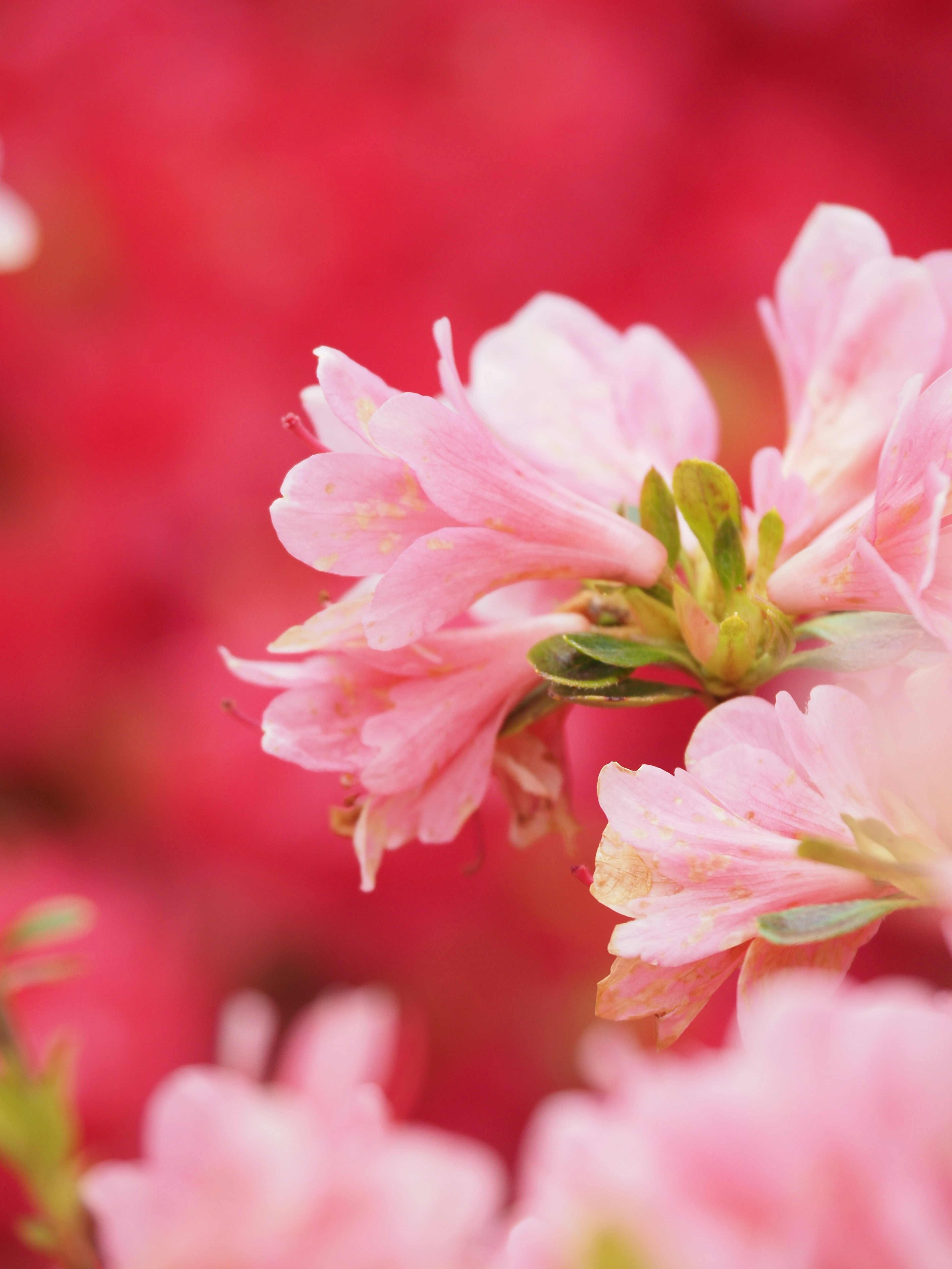 Gros plan sur des fleurs roses avec un arrière-plan de fleurs rouges floues