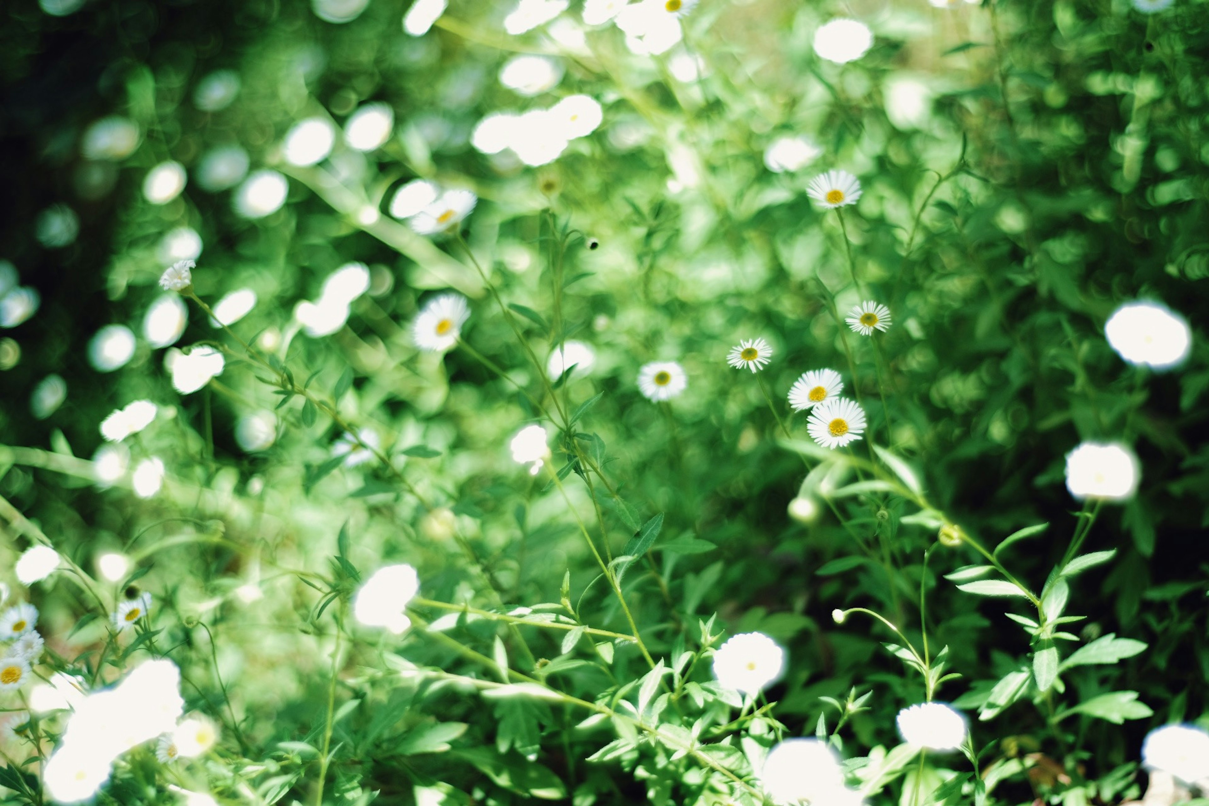 A field of small white flowers against a green background