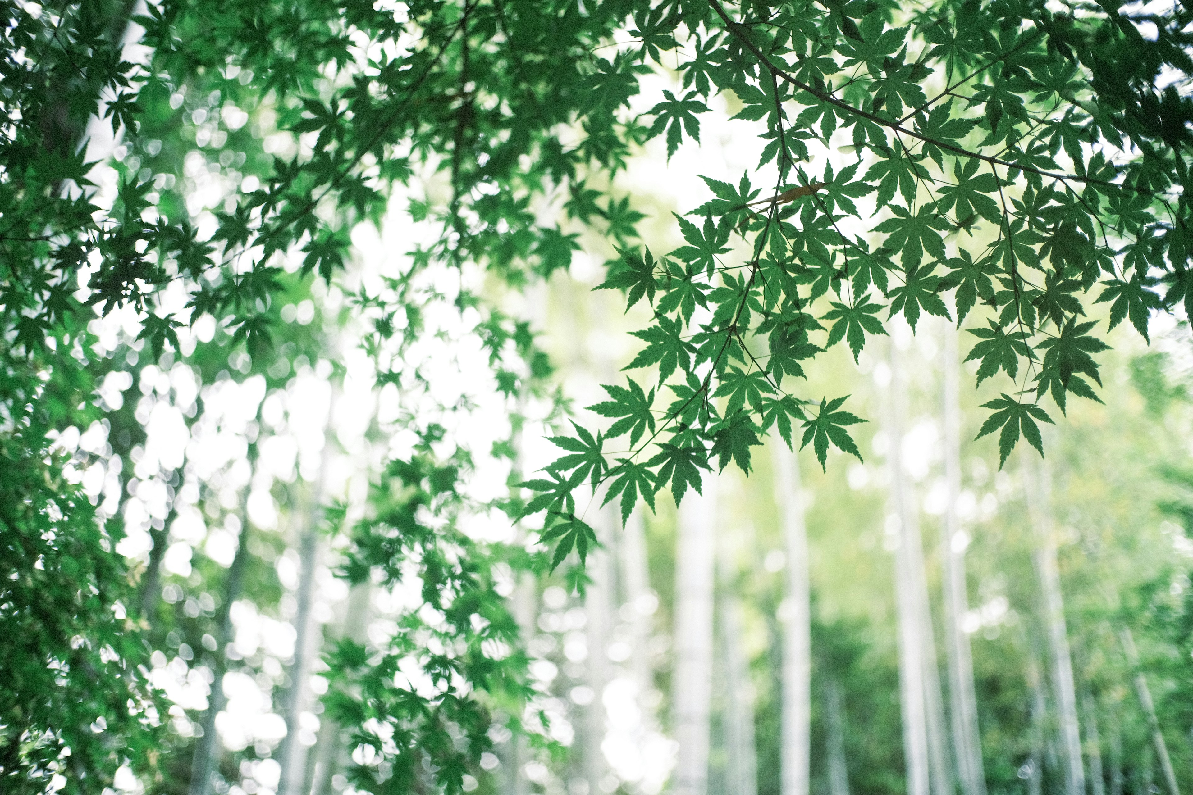 Lush green leaves filtering sunlight in a serene forest setting