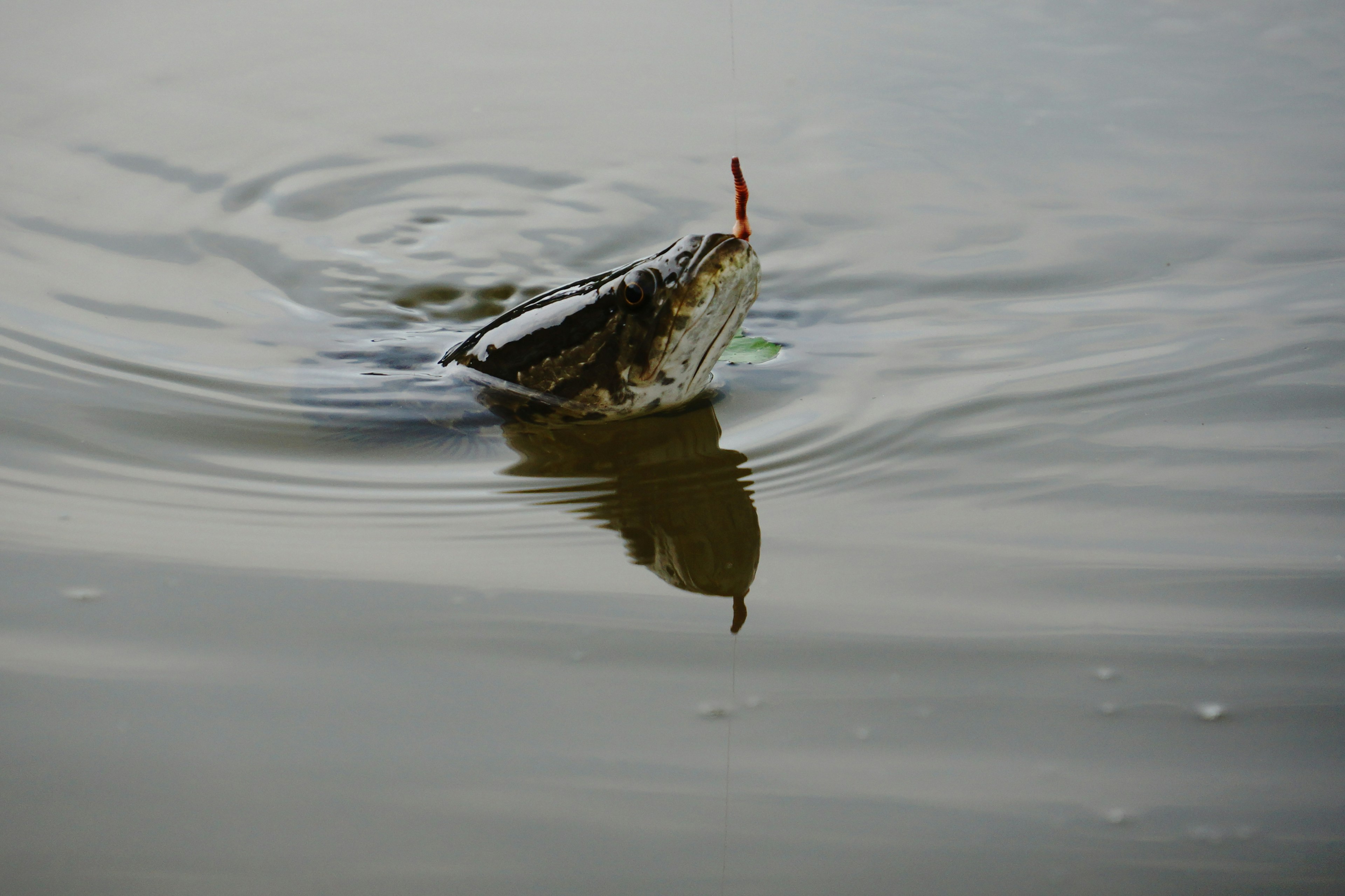 Kleines Boot, das auf dem Wasser schwimmt mit Reflexion