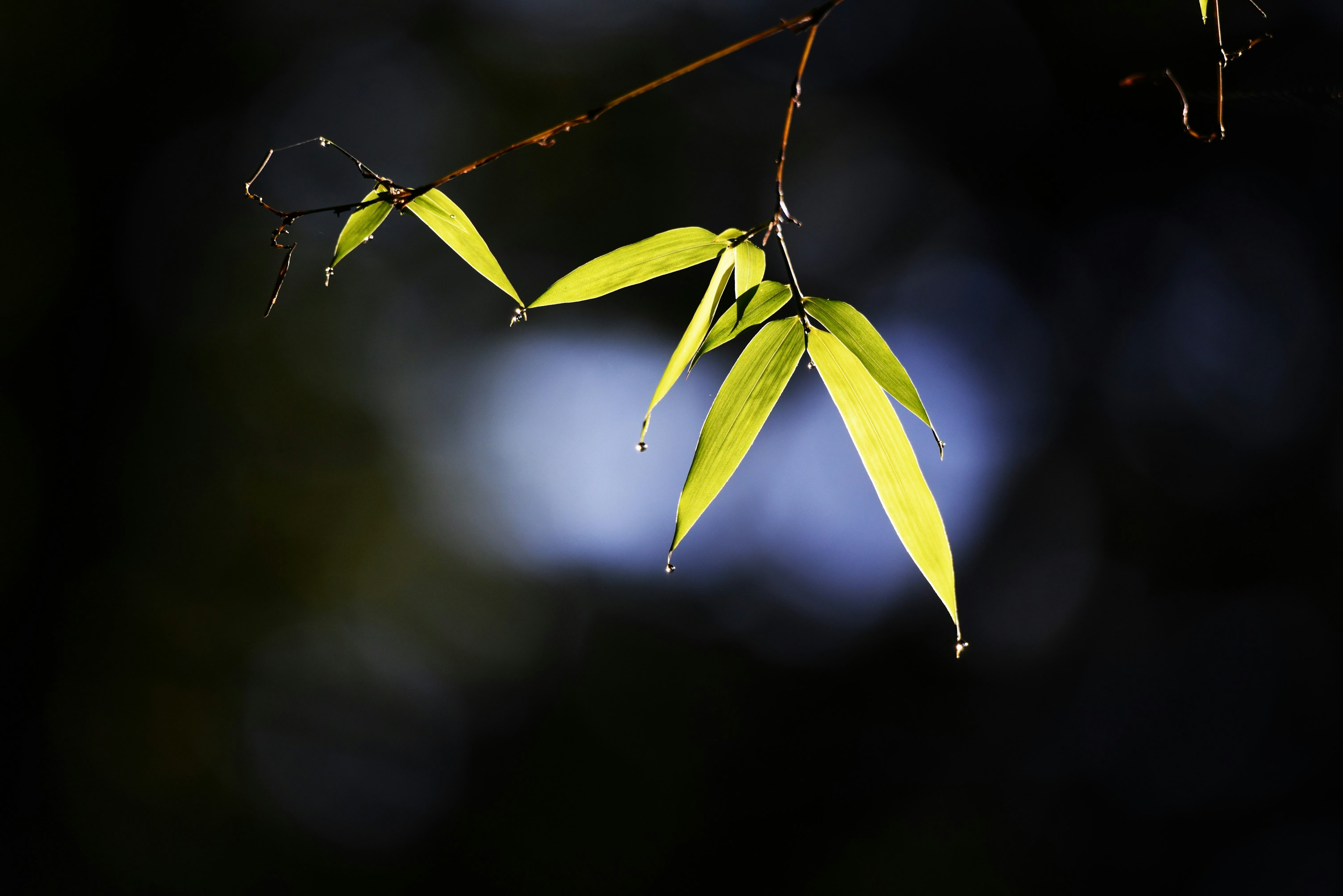 Acercamiento de hojas de bambú iluminadas por la luz