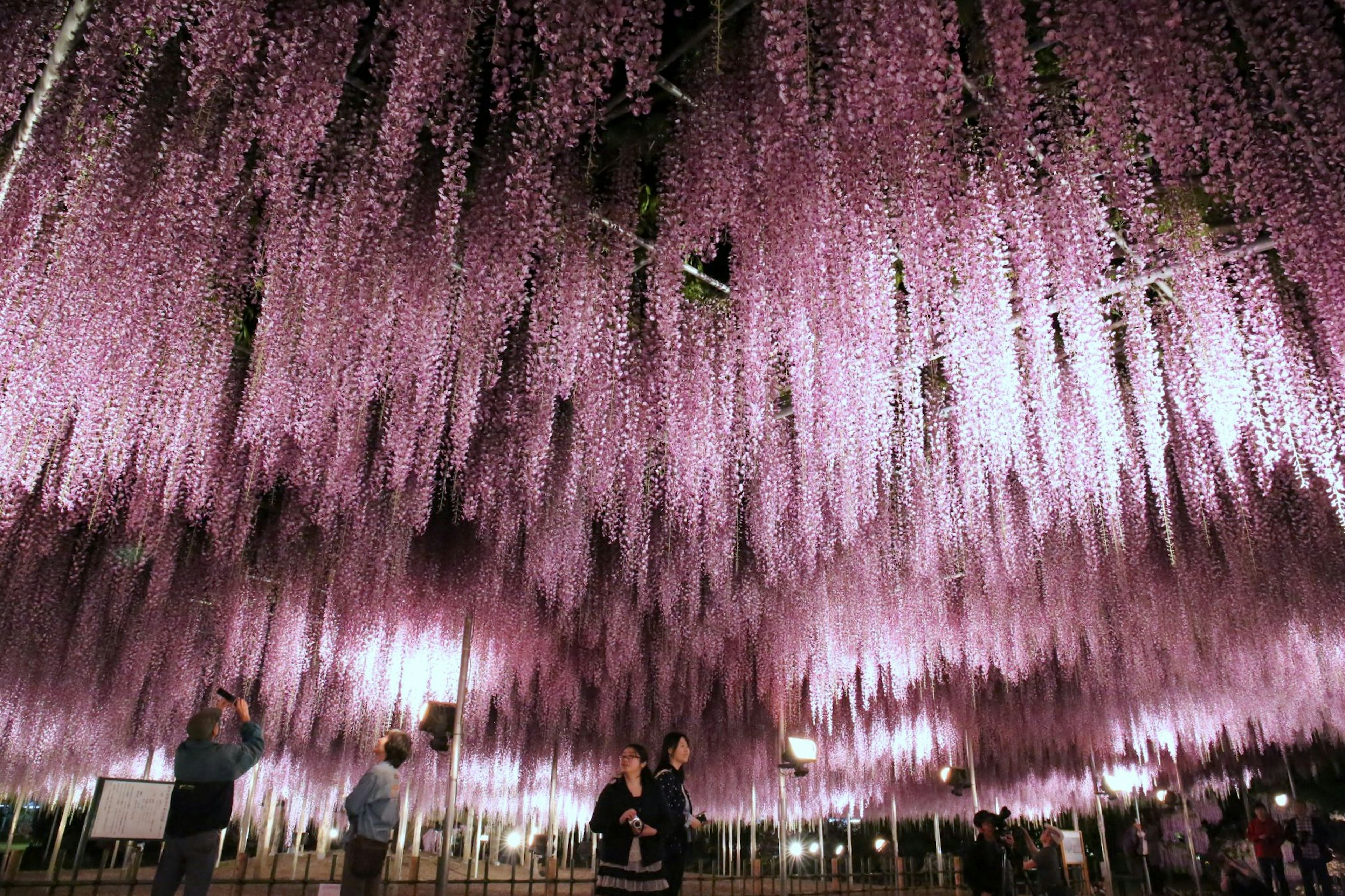 一个令人惊叹的空间，悬挂着紫藤花，人们在欣赏美景