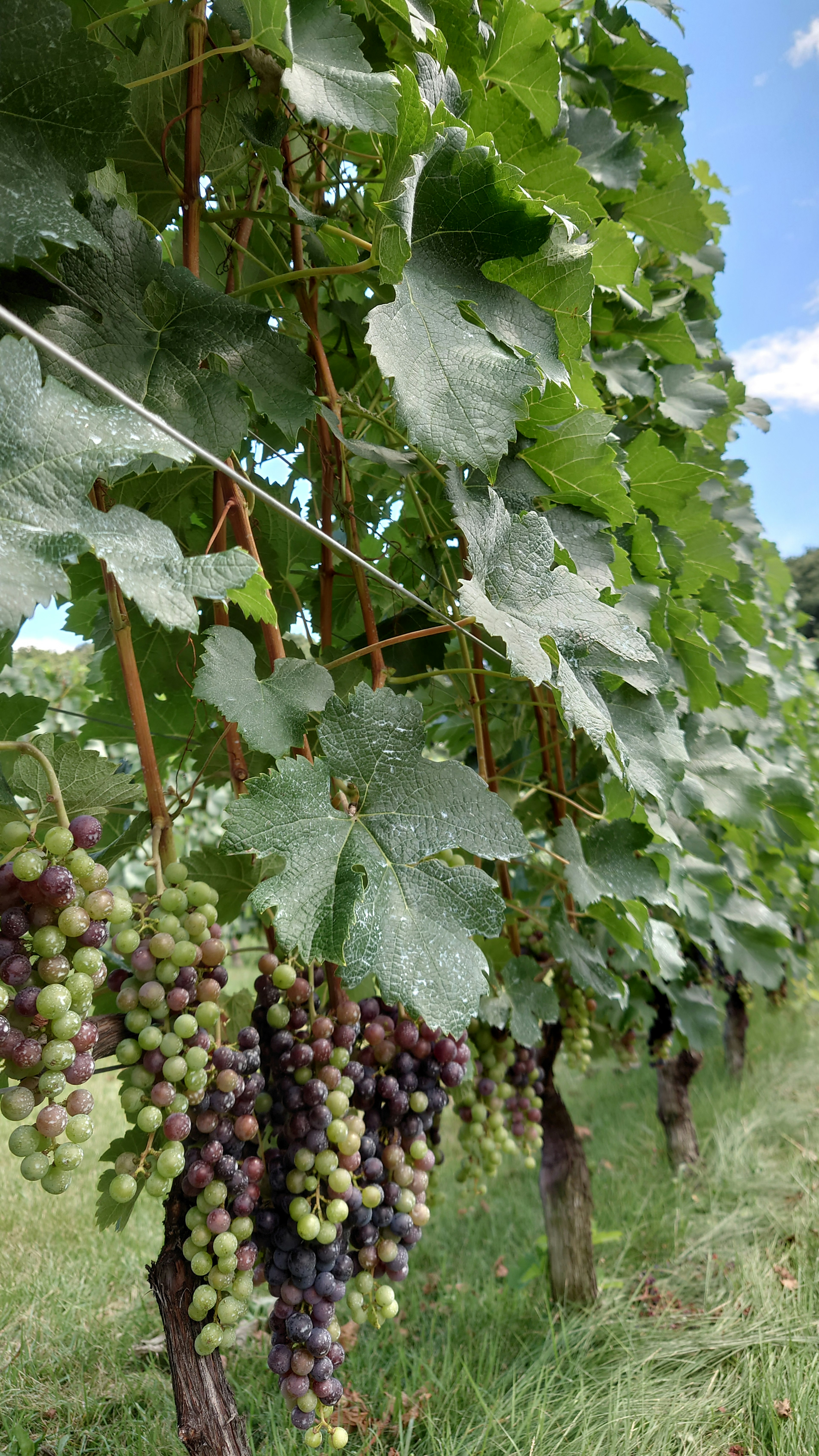 Image of a vineyard with grapevines and clusters of green and purple grapes under a blue sky