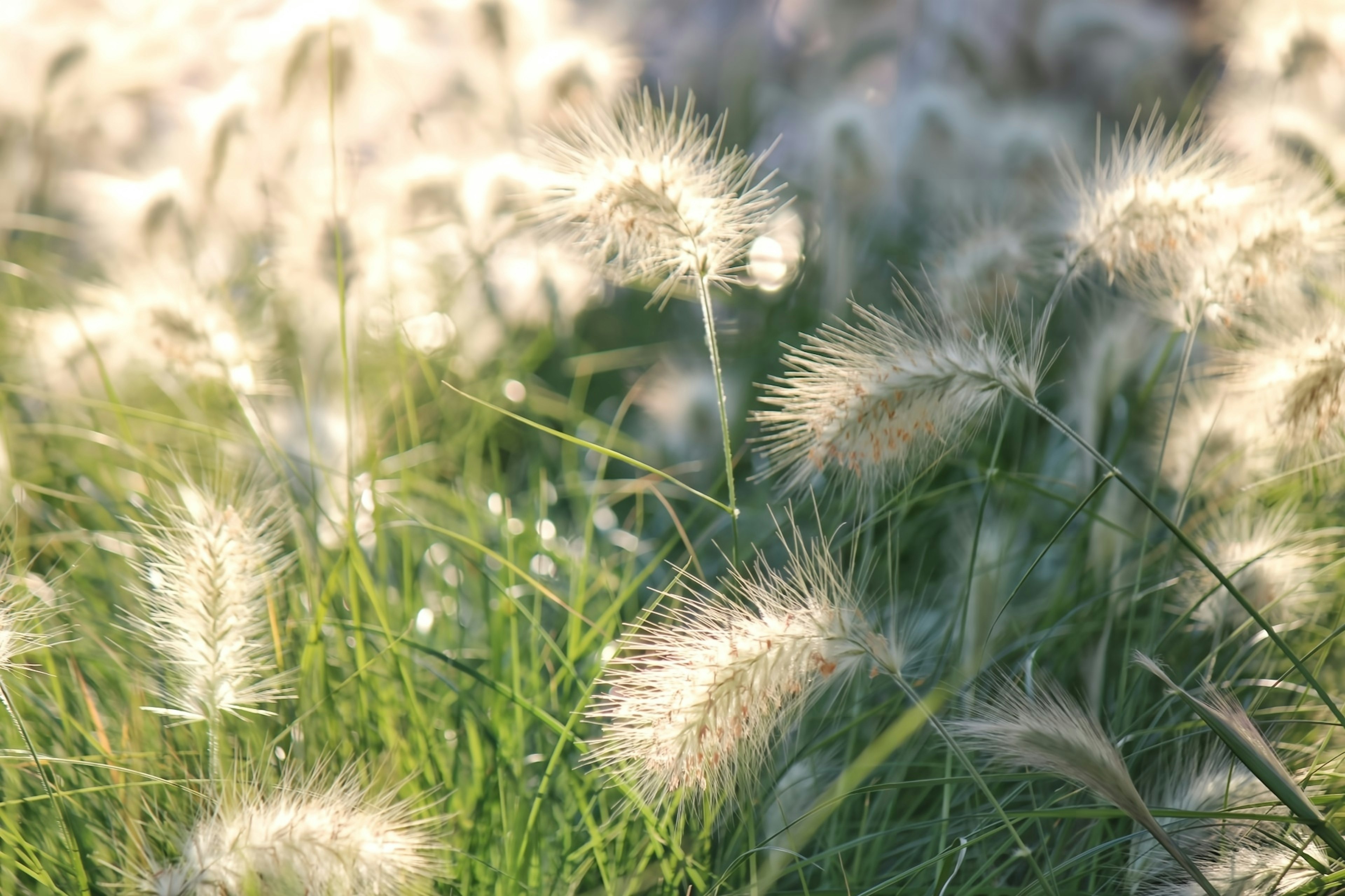 Groupe de graminées avec des touffes blanches illuminées par la lumière du soleil