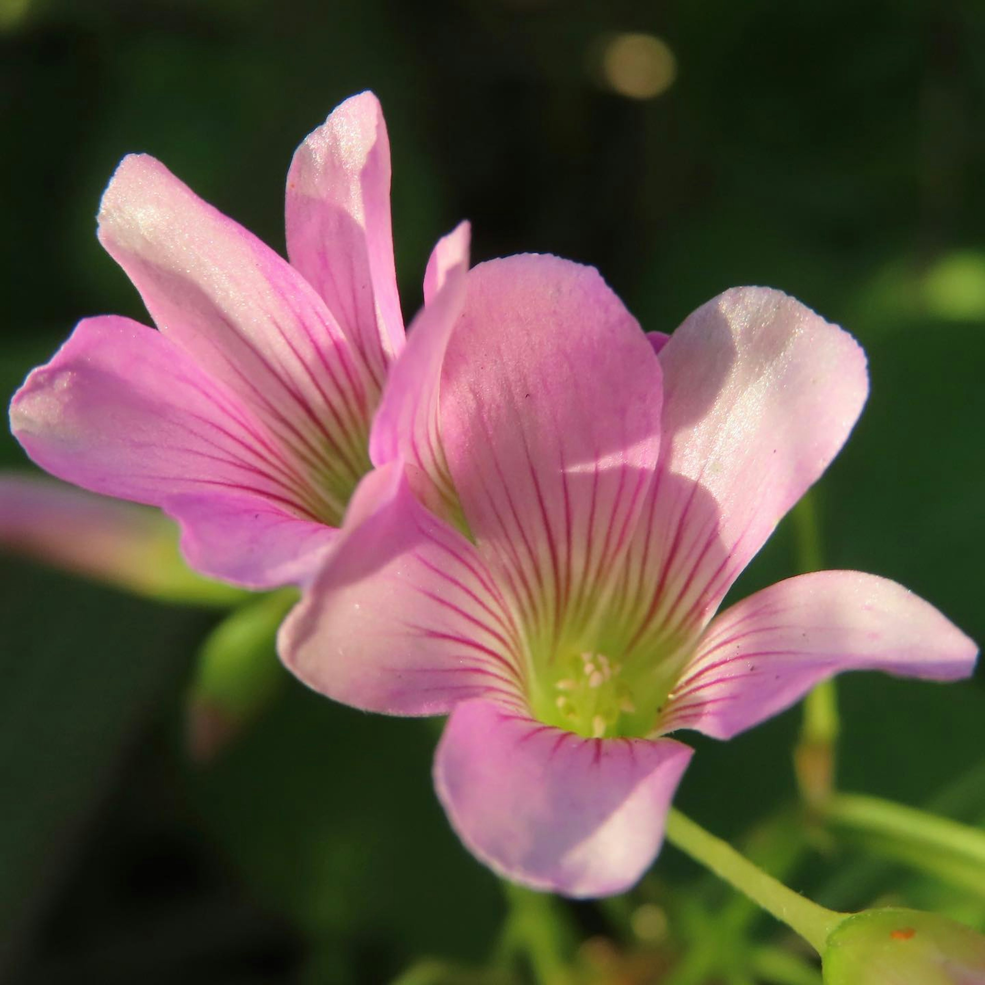 Zarte rosa Blume mit grünen Blättern