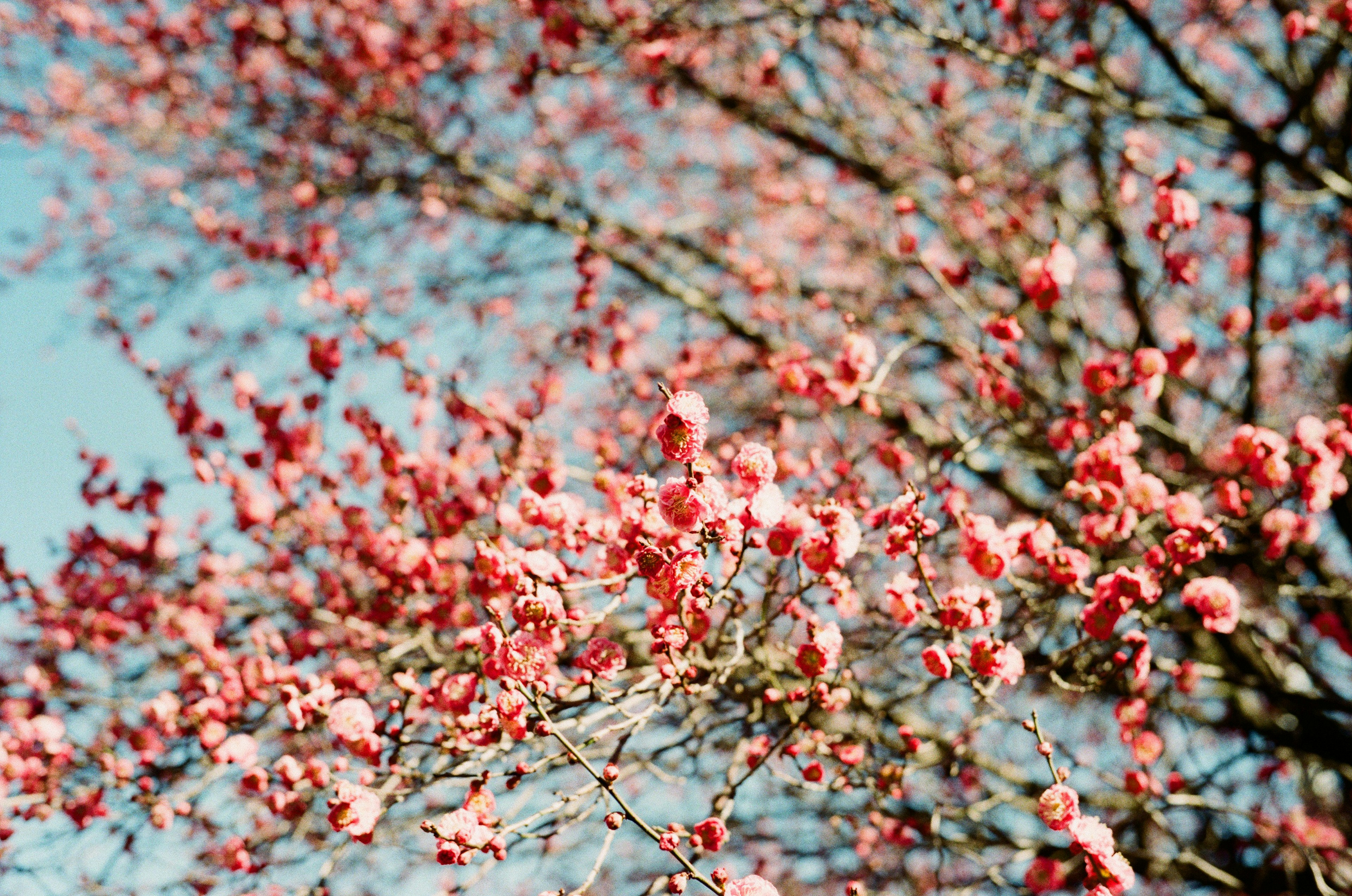 Rosa Kirschblüten blühen vor blauem Himmel