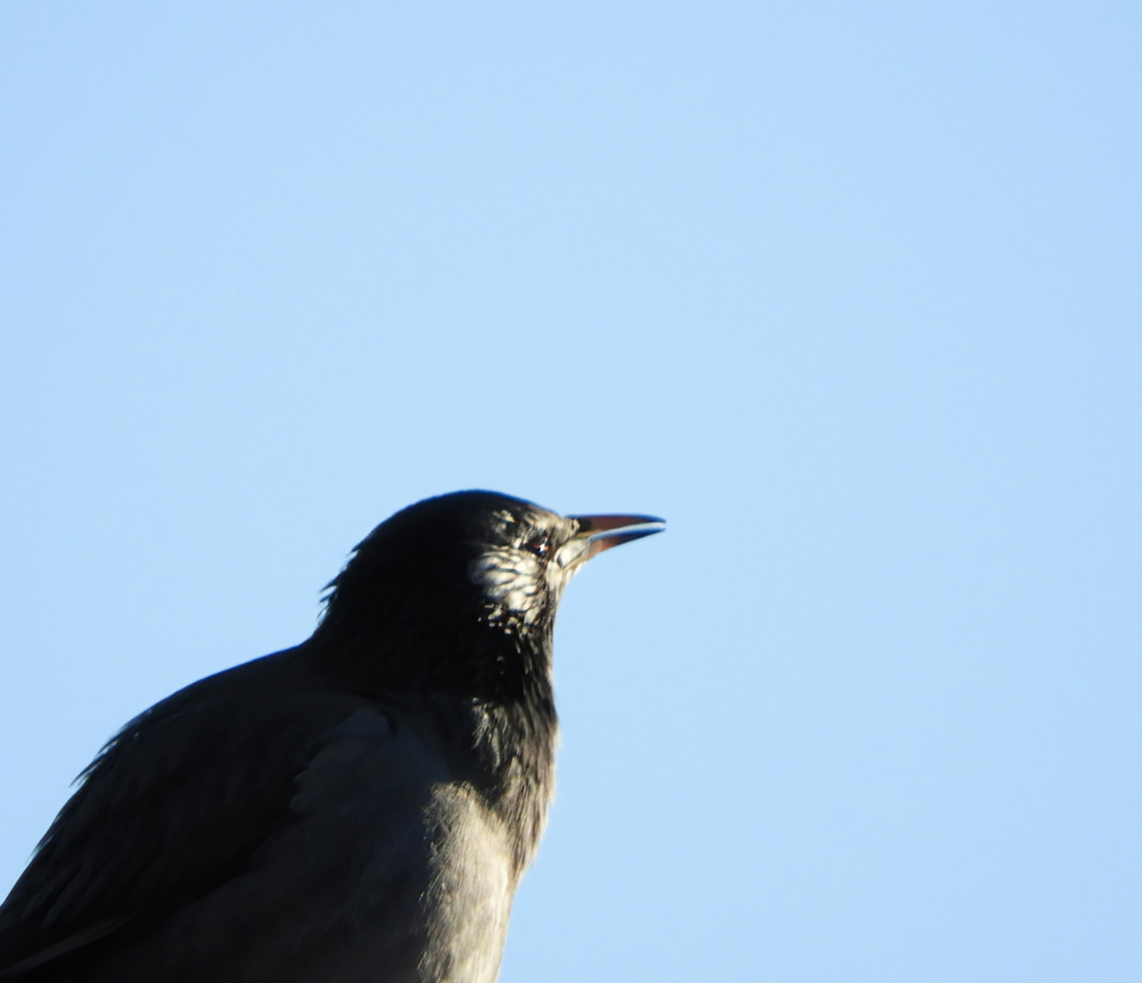 Profile of a bird against a clear blue sky