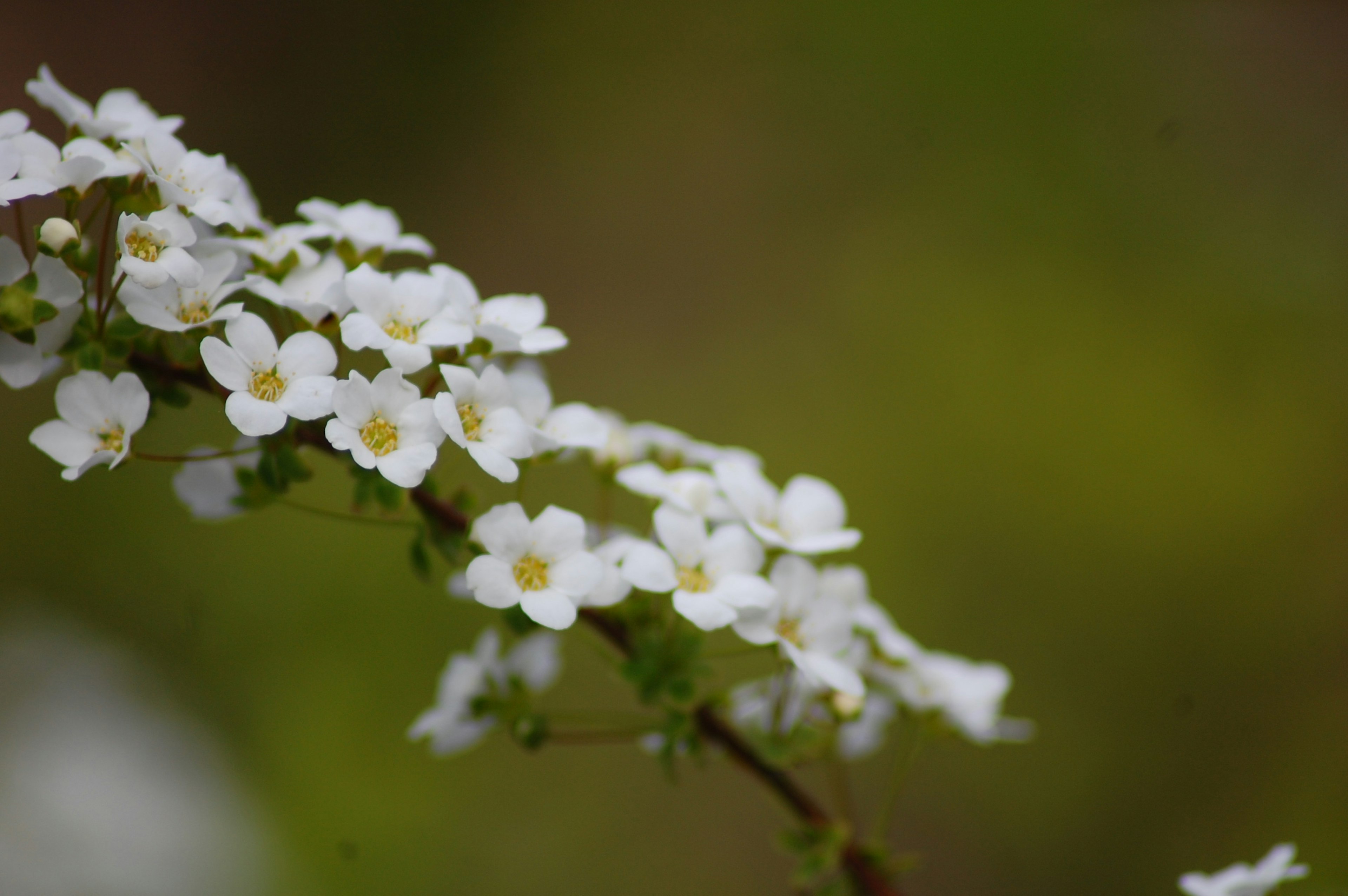 Branch with small white flowers against a green background