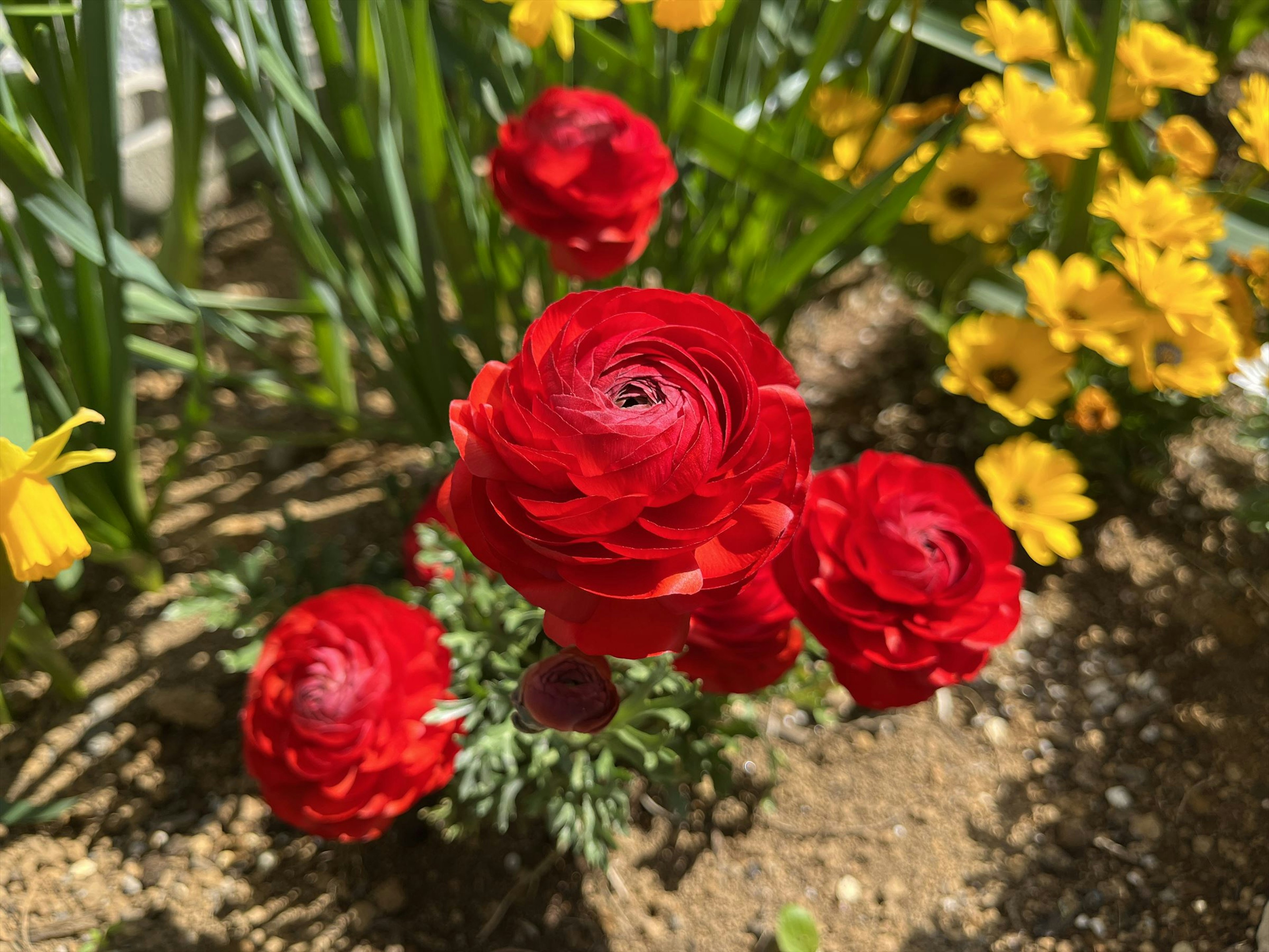 Hoa ranunculus đỏ rực nở trong một khung cảnh vườn