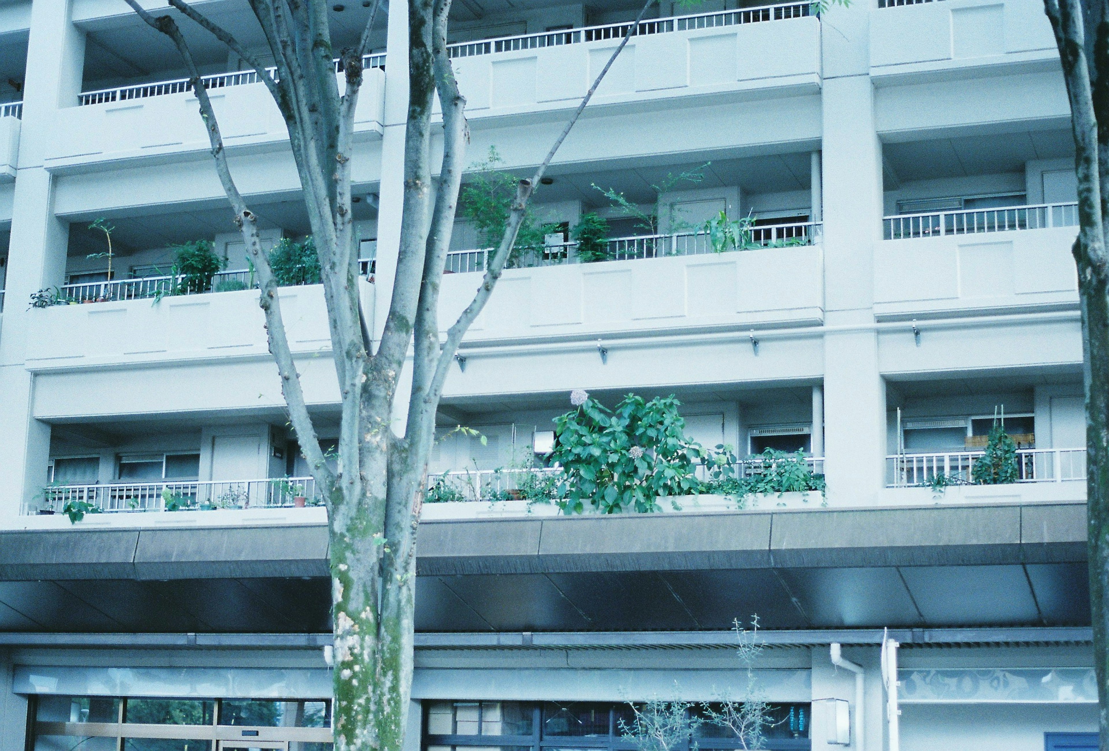 Urban building exterior with balconies featuring various plants in blue tones