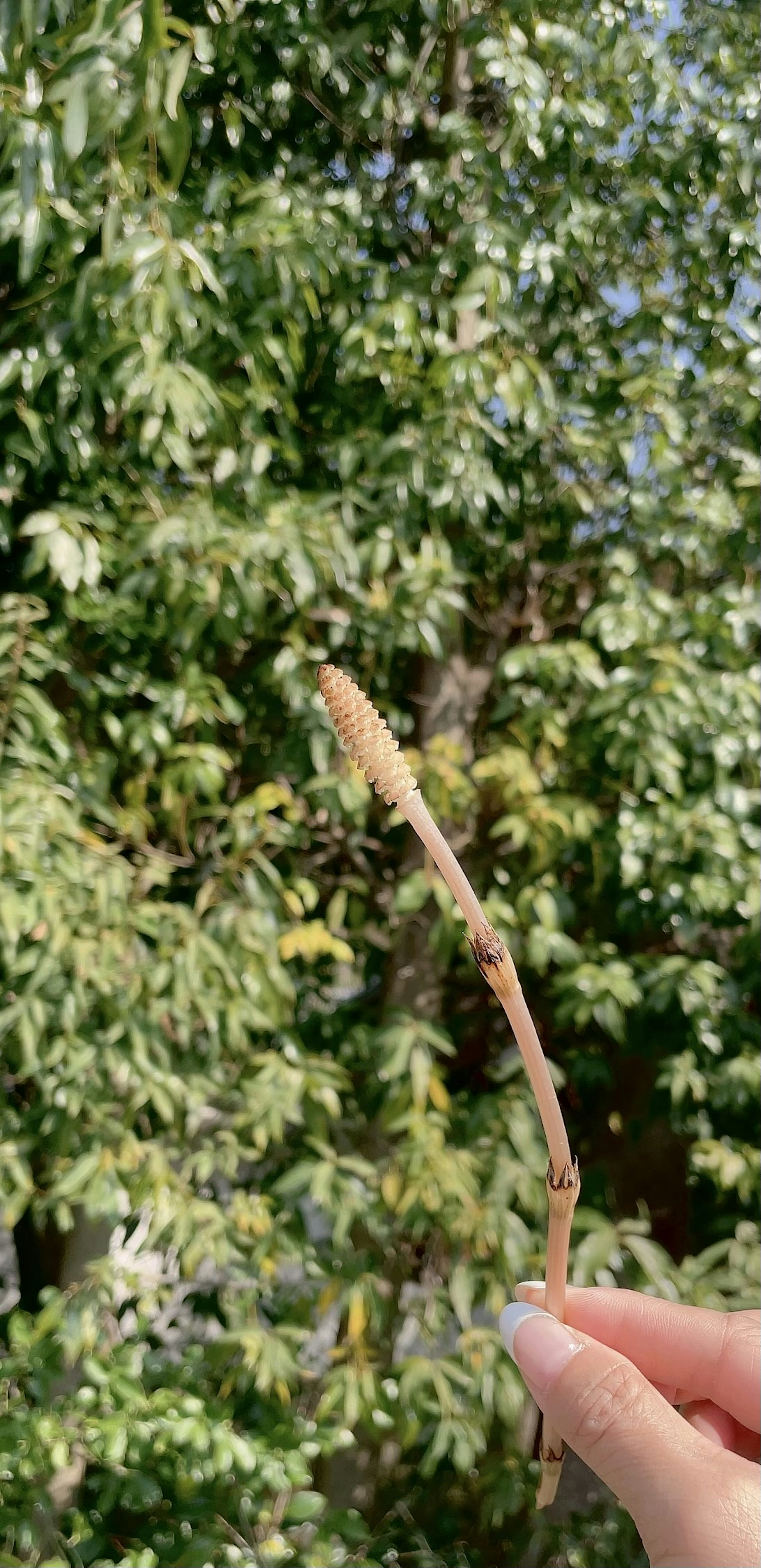 A slender twig held in a hand with a backdrop of green leaves