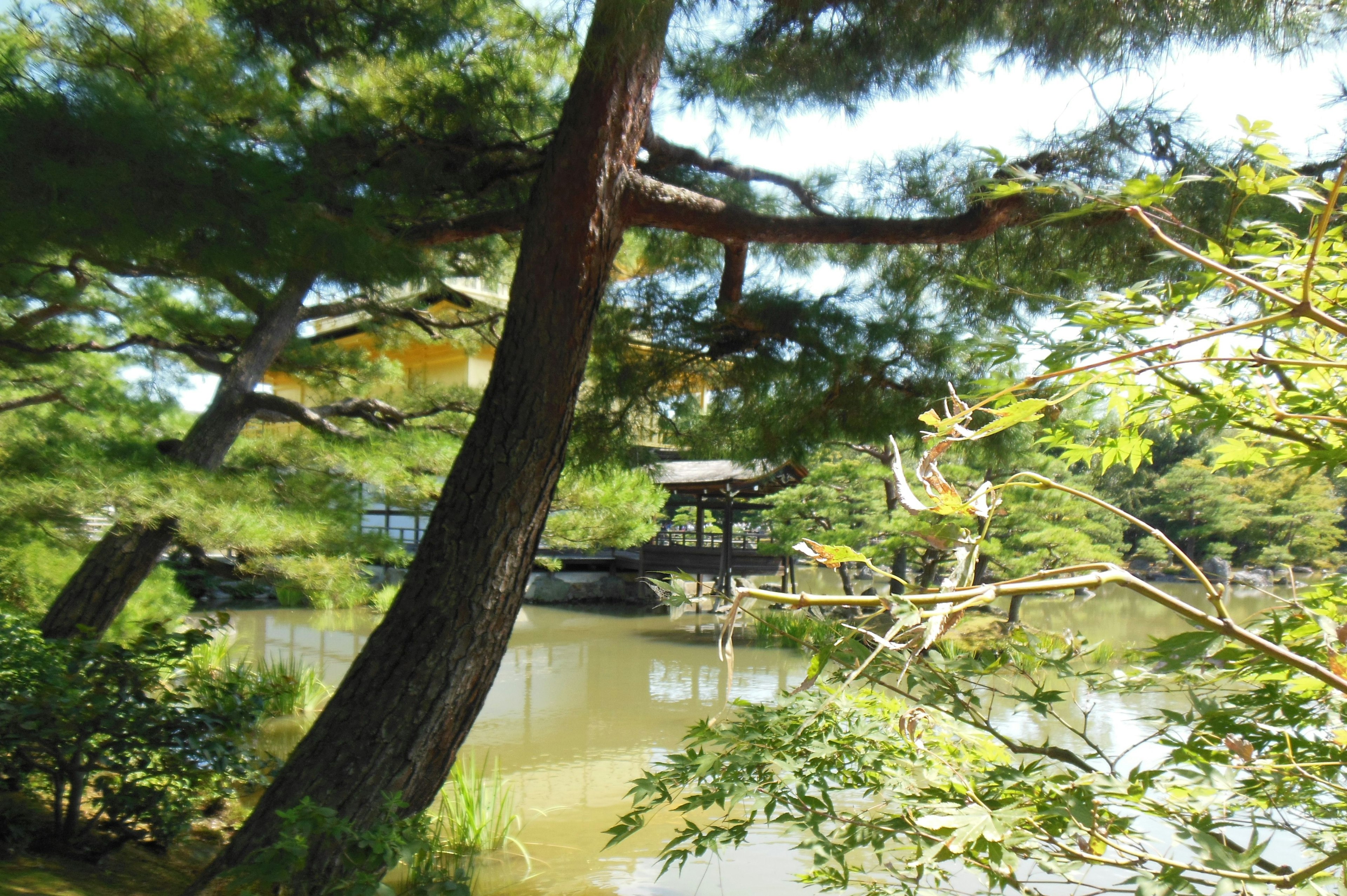 寧靜池塘周圍被郁郁蔥蔥的綠色植物環繞的日本花園景觀