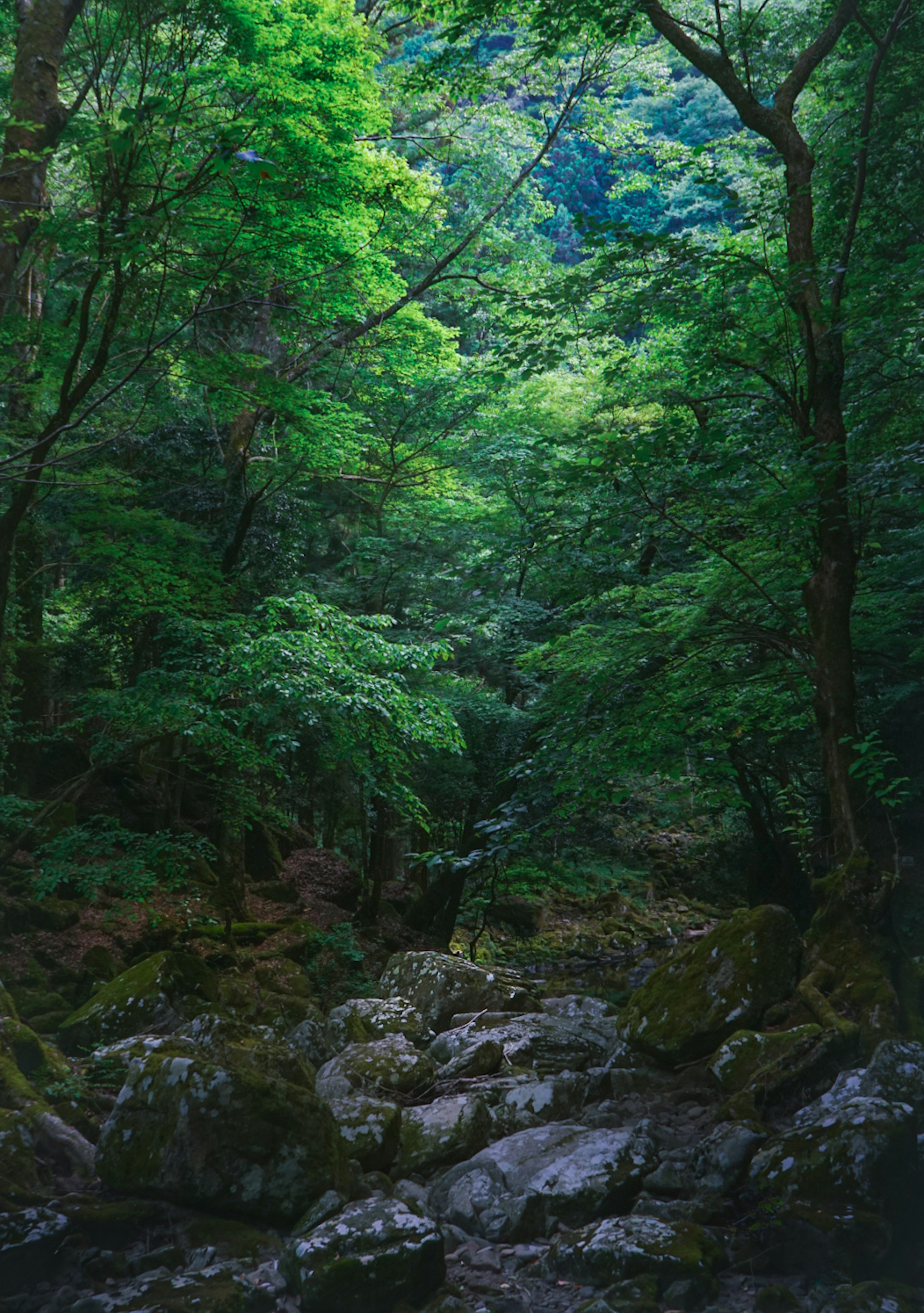 緑豊かな森の中にある岩と木々の景観