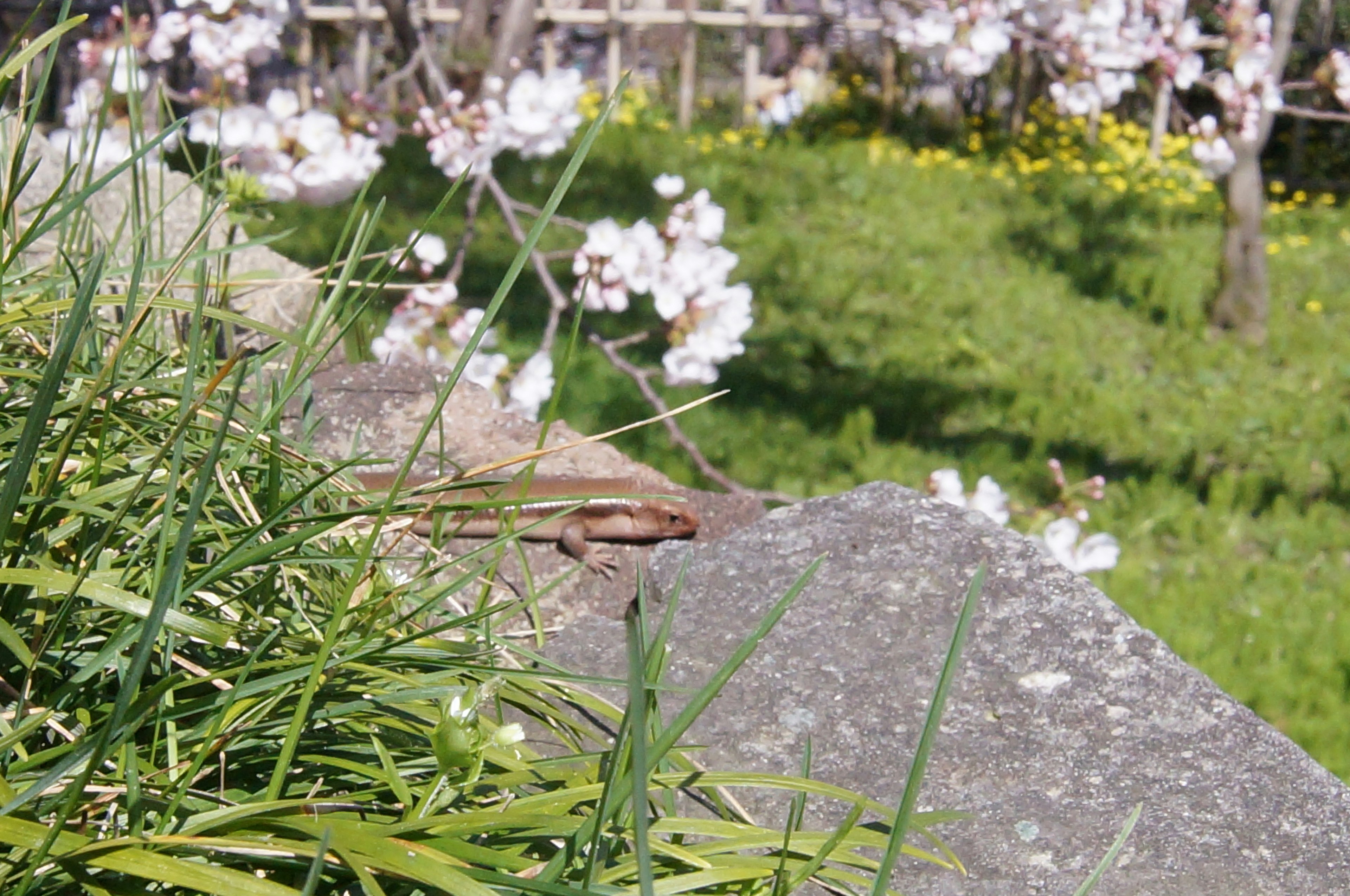 Gros plan sur de l'herbe verte avec des cerisiers en fleurs en arrière-plan