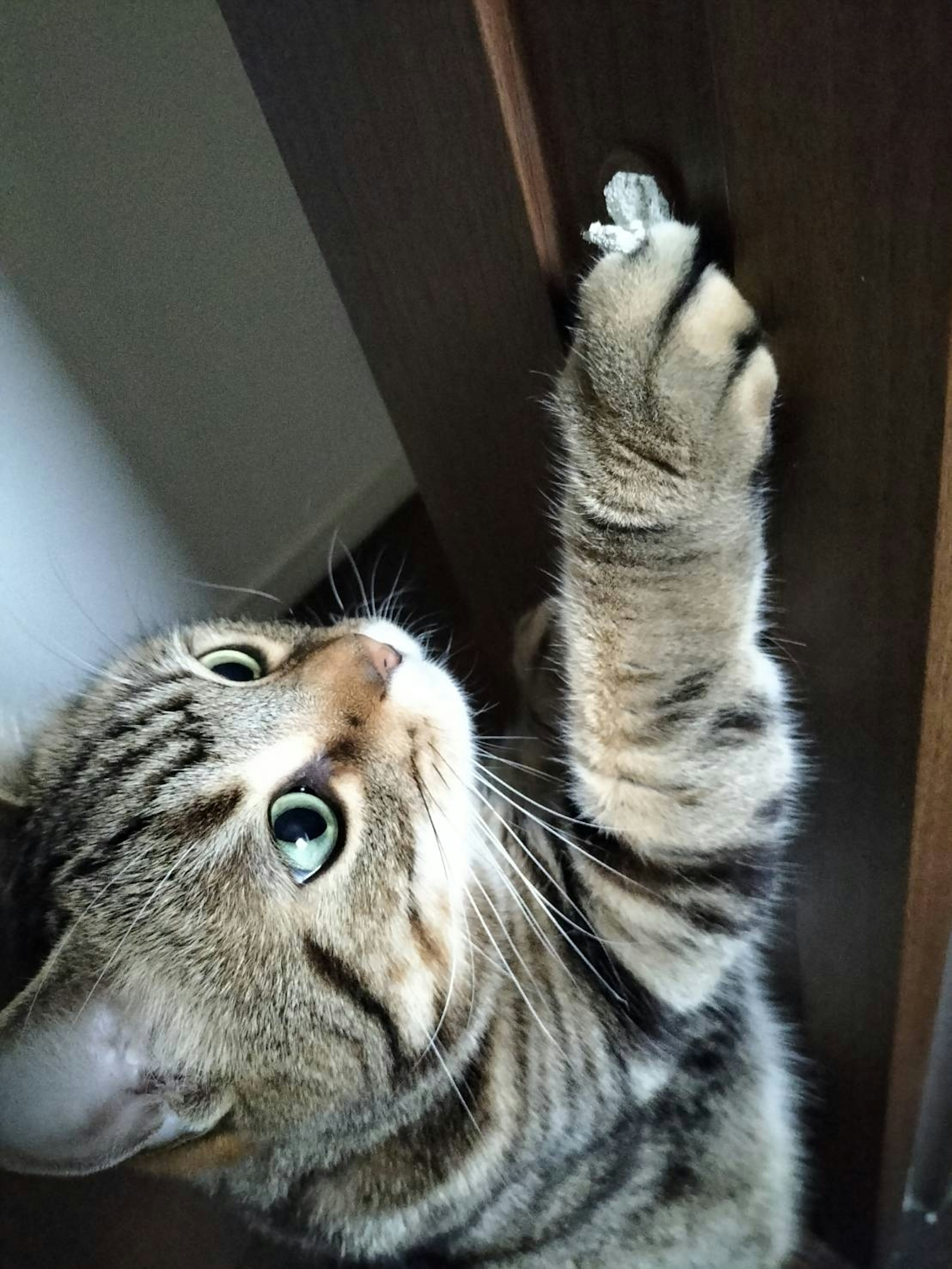 A cat reaching up to scratch a wooden door