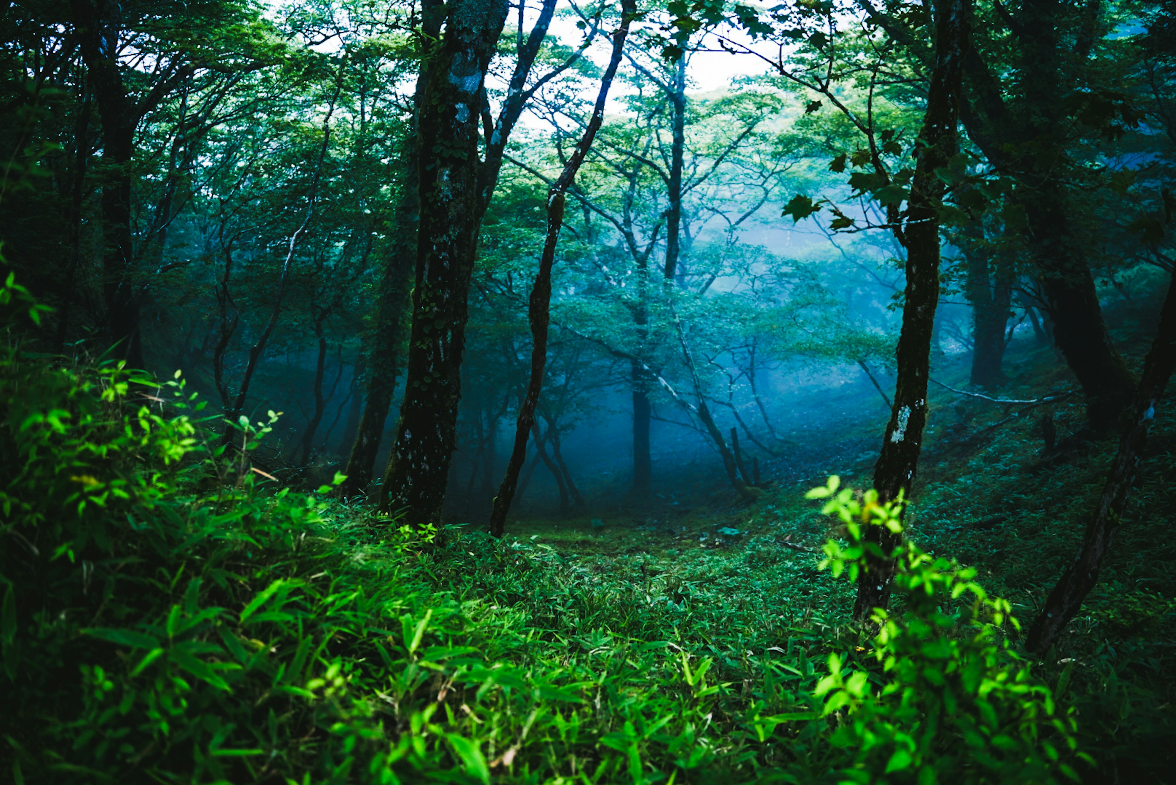 Pemandangan hutan berkabut dengan vegetasi subur dan jalan terlihat di antara pohon-pohon