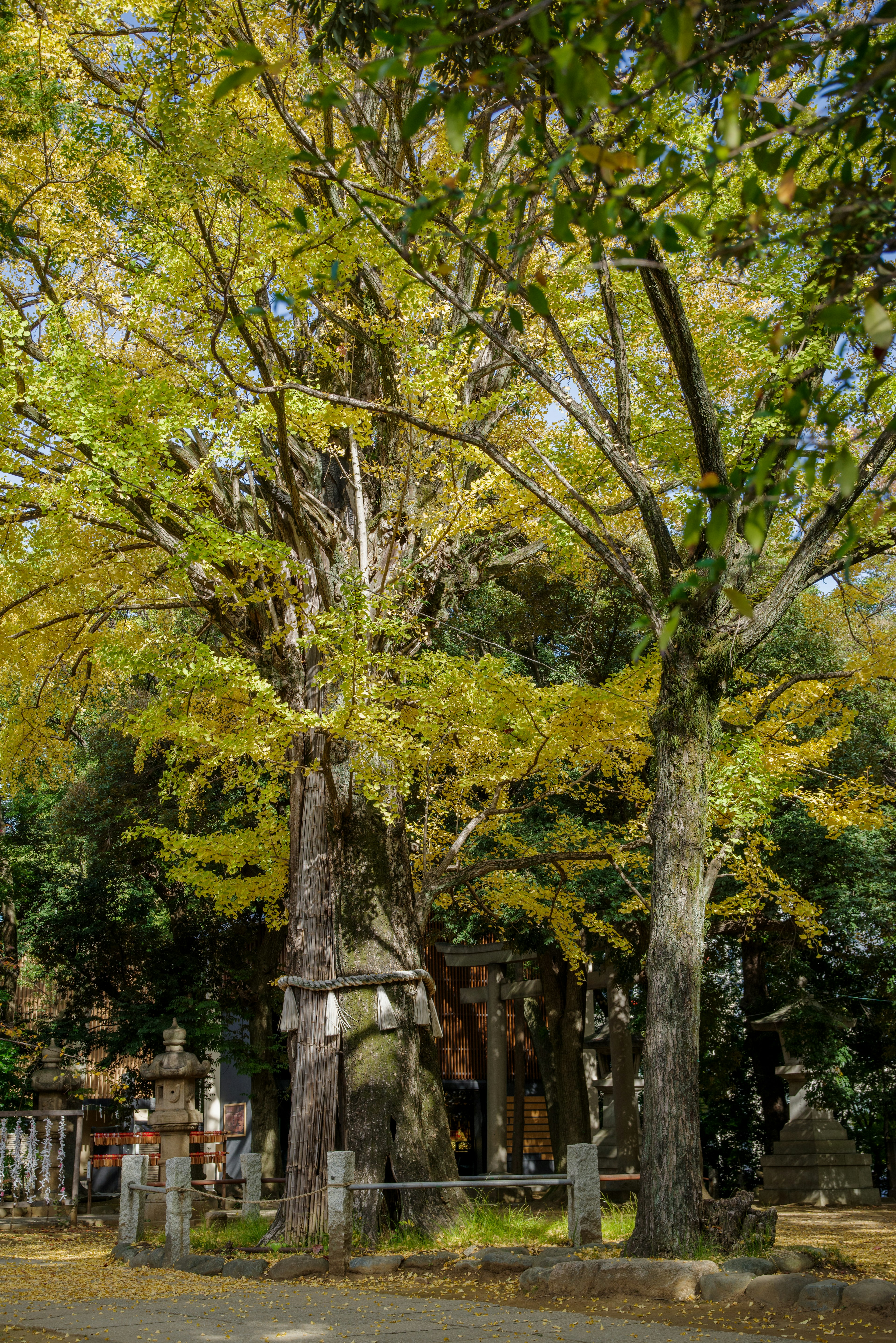 Ein großer Baum mit gelben Blättern umgeben von grünen Bäumen