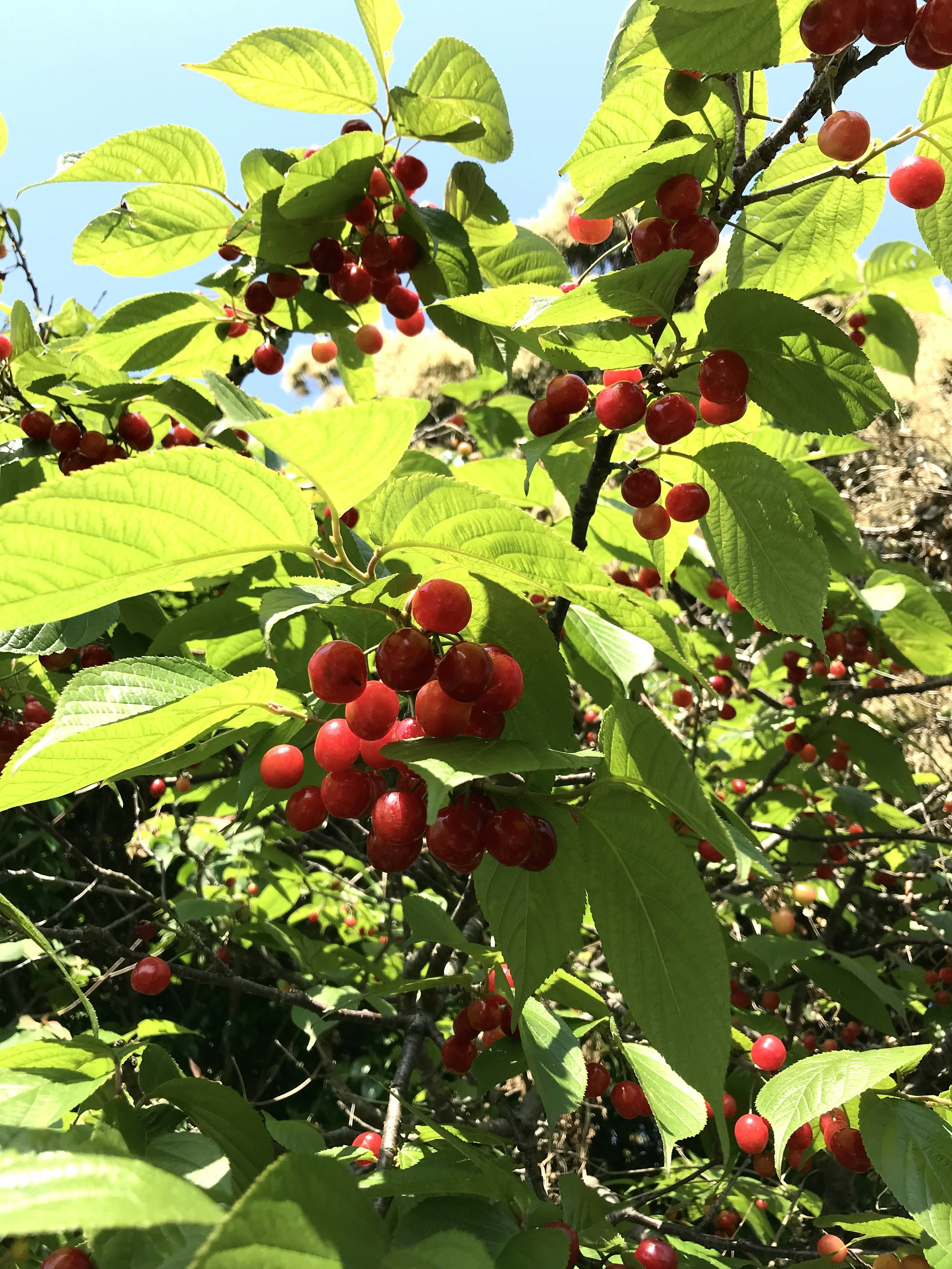 Branch with green leaves and clusters of red berries