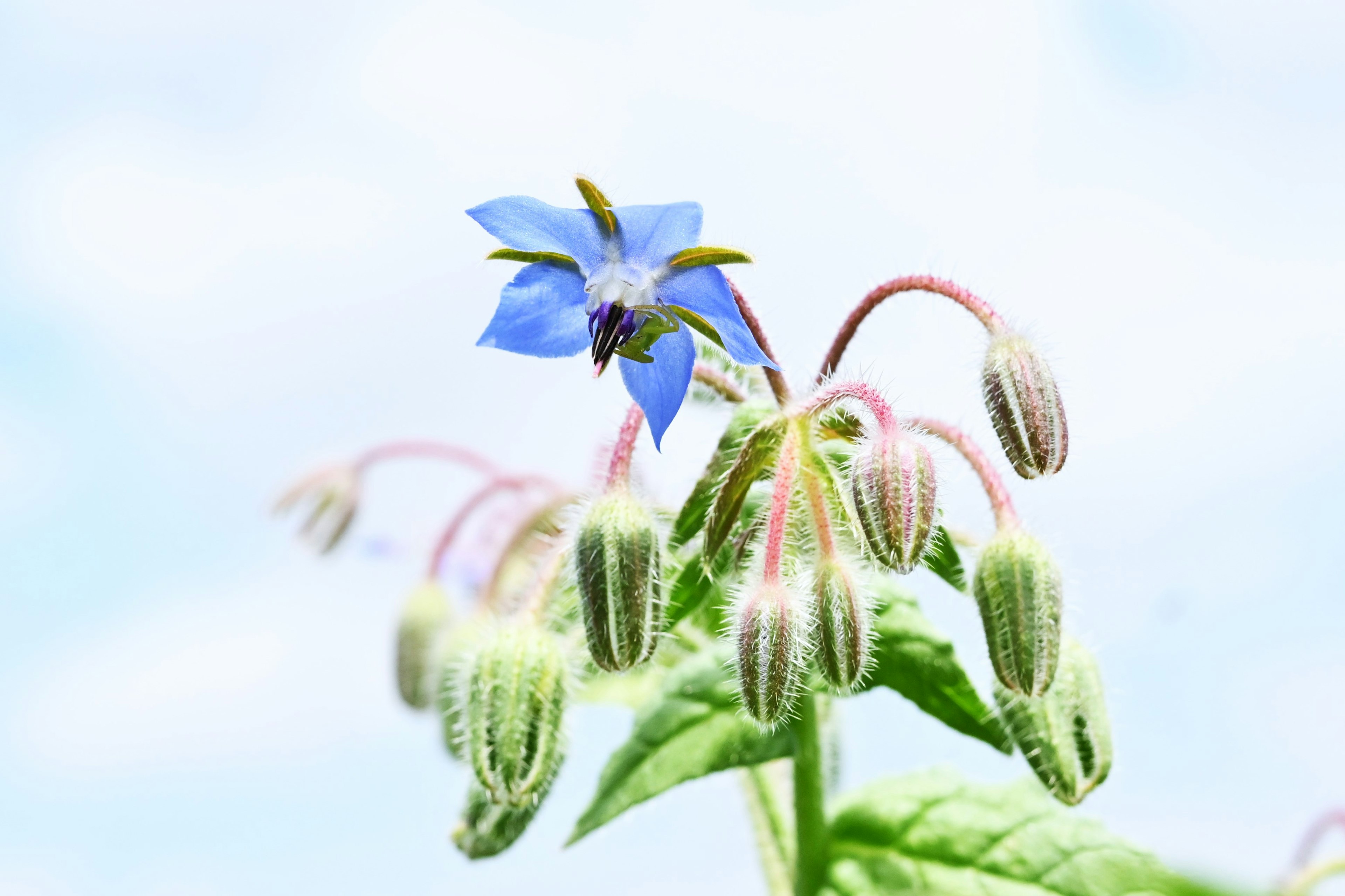 Primer plano de la planta de borraja con flor azul y capullos