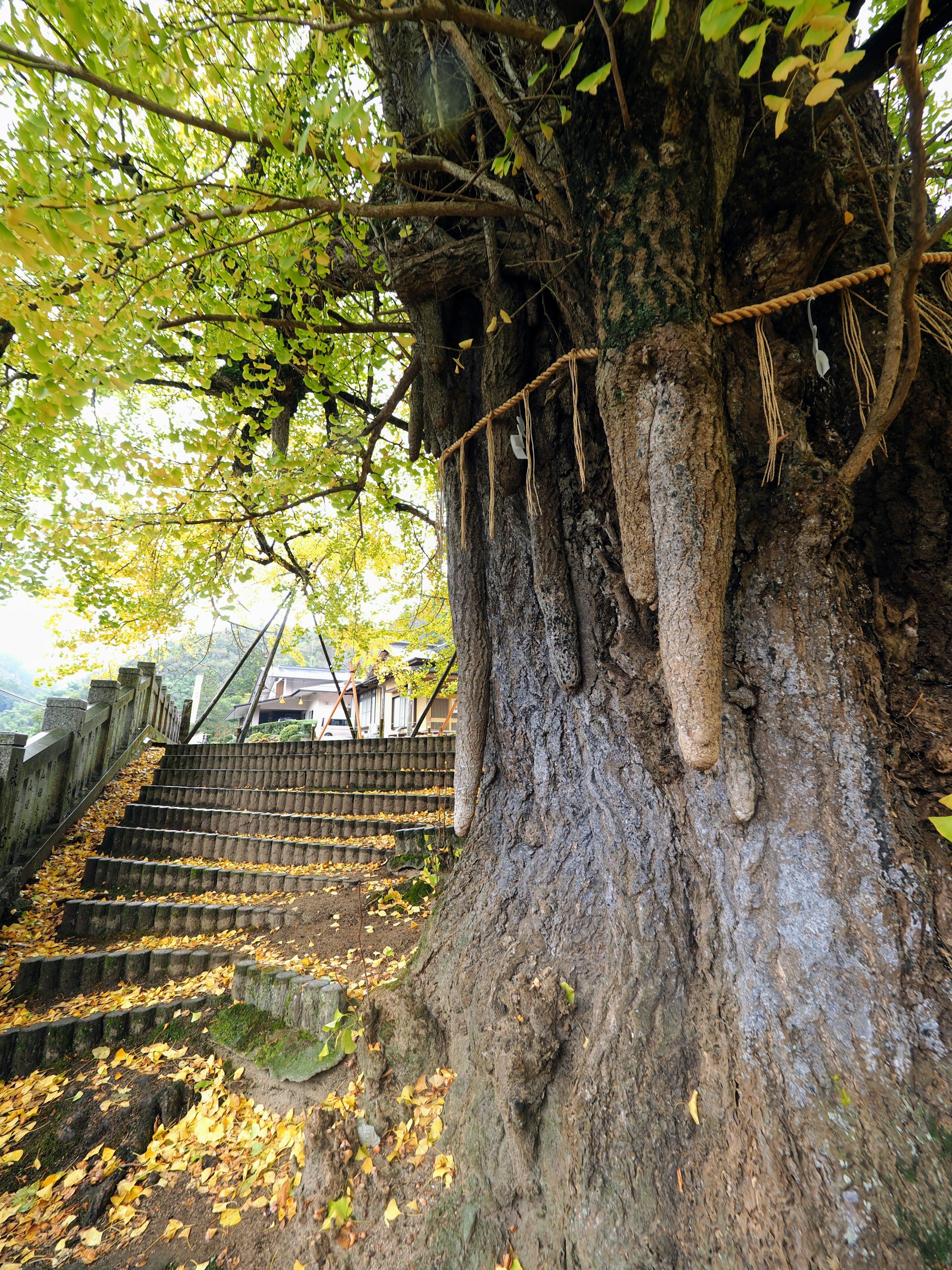 Un grande albero con radici esposte e scale circondate da foglie verdi