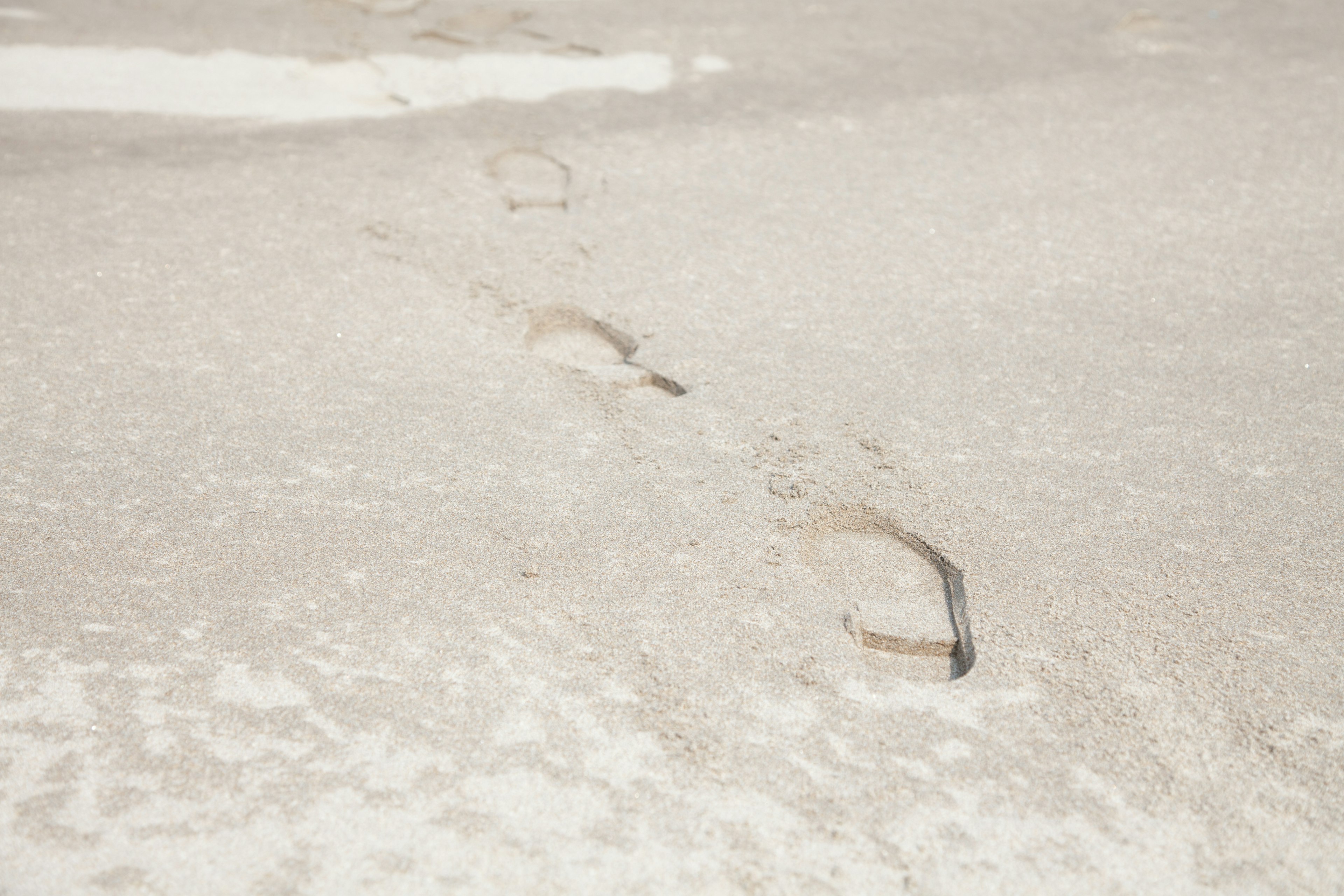 Animal footprints on a sandy surface