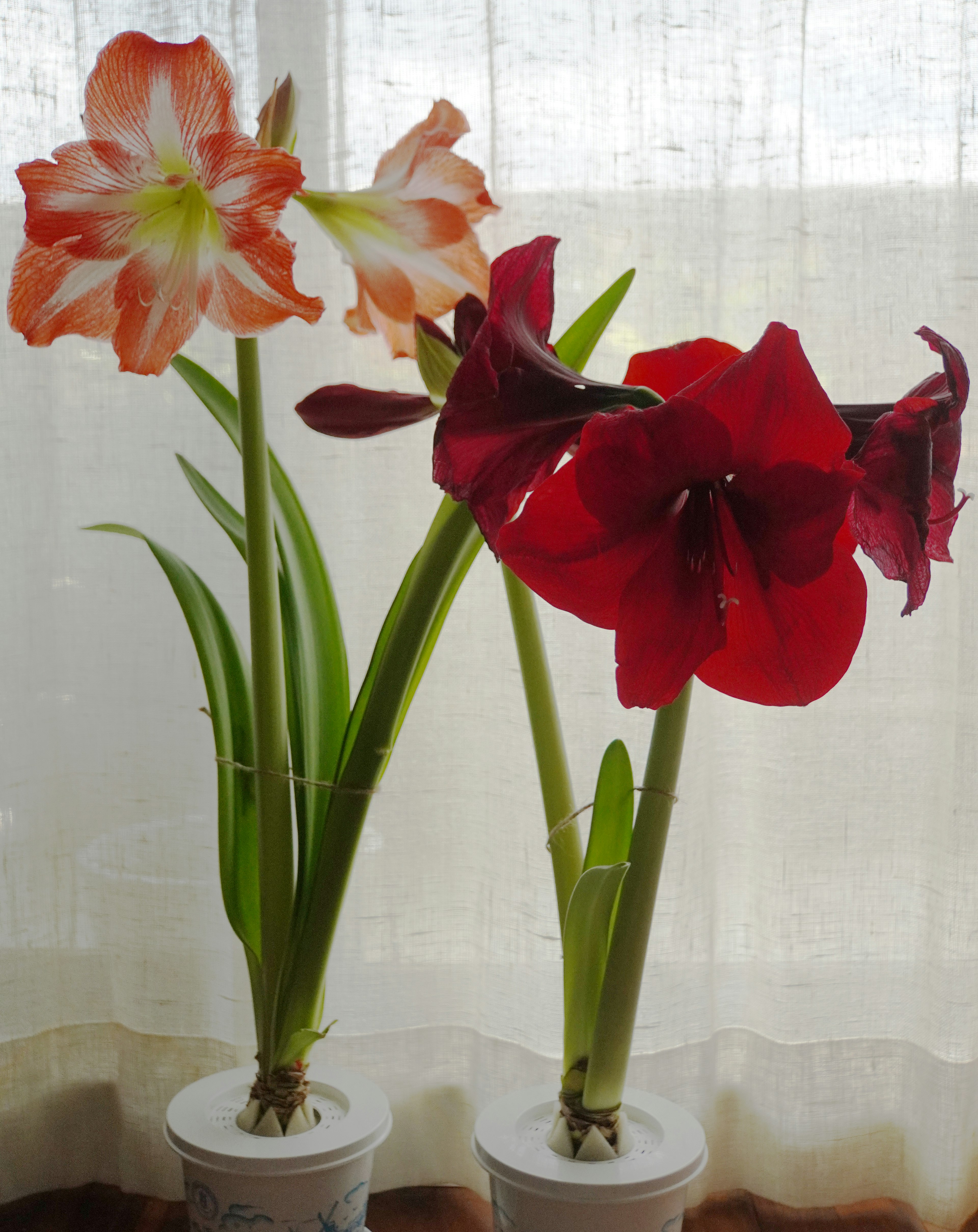 Red amaryllis and orange amaryllis flowers displayed by a window