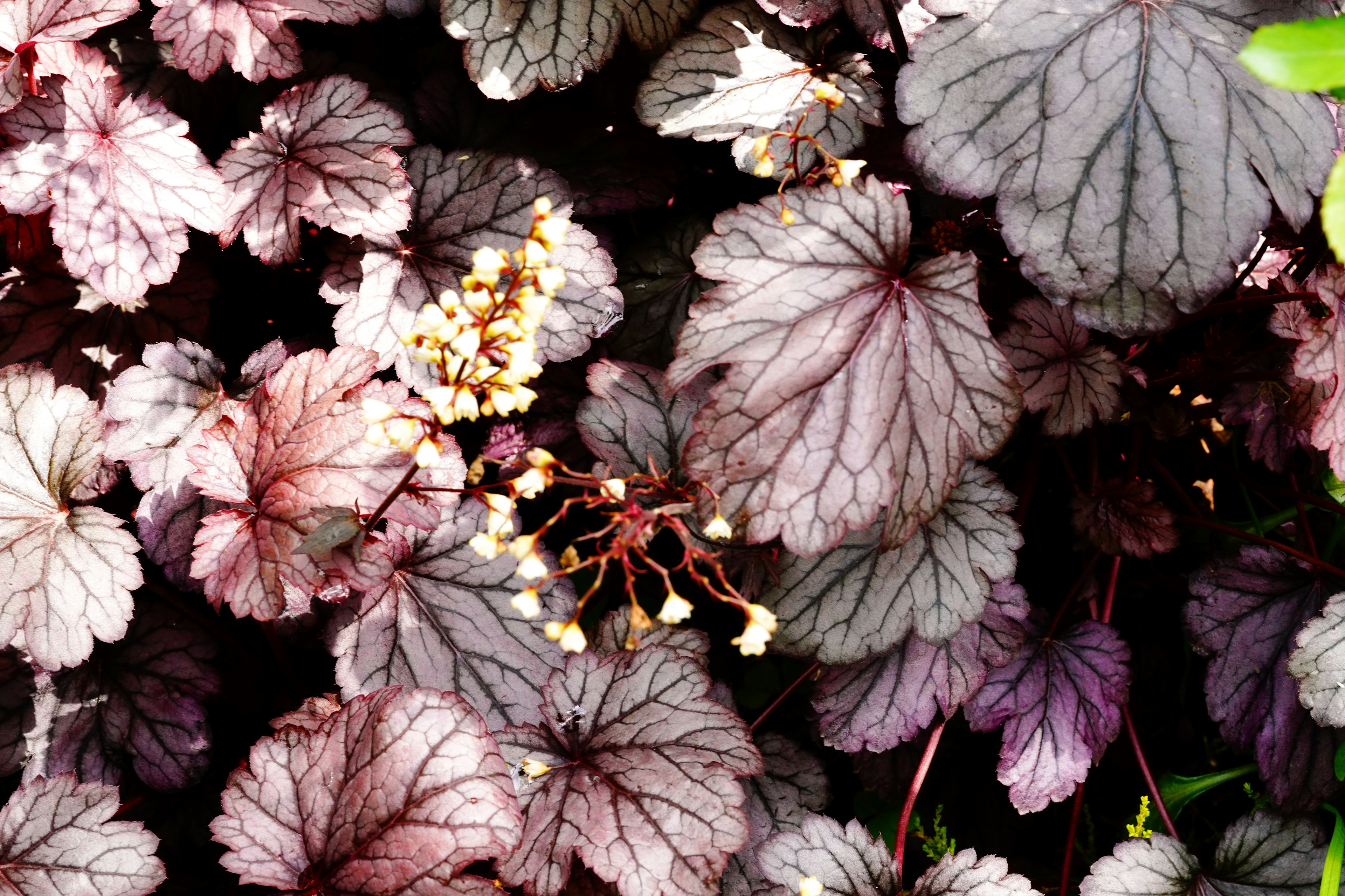 Acercamiento a hojas de Heuchera con colores y venas diversas