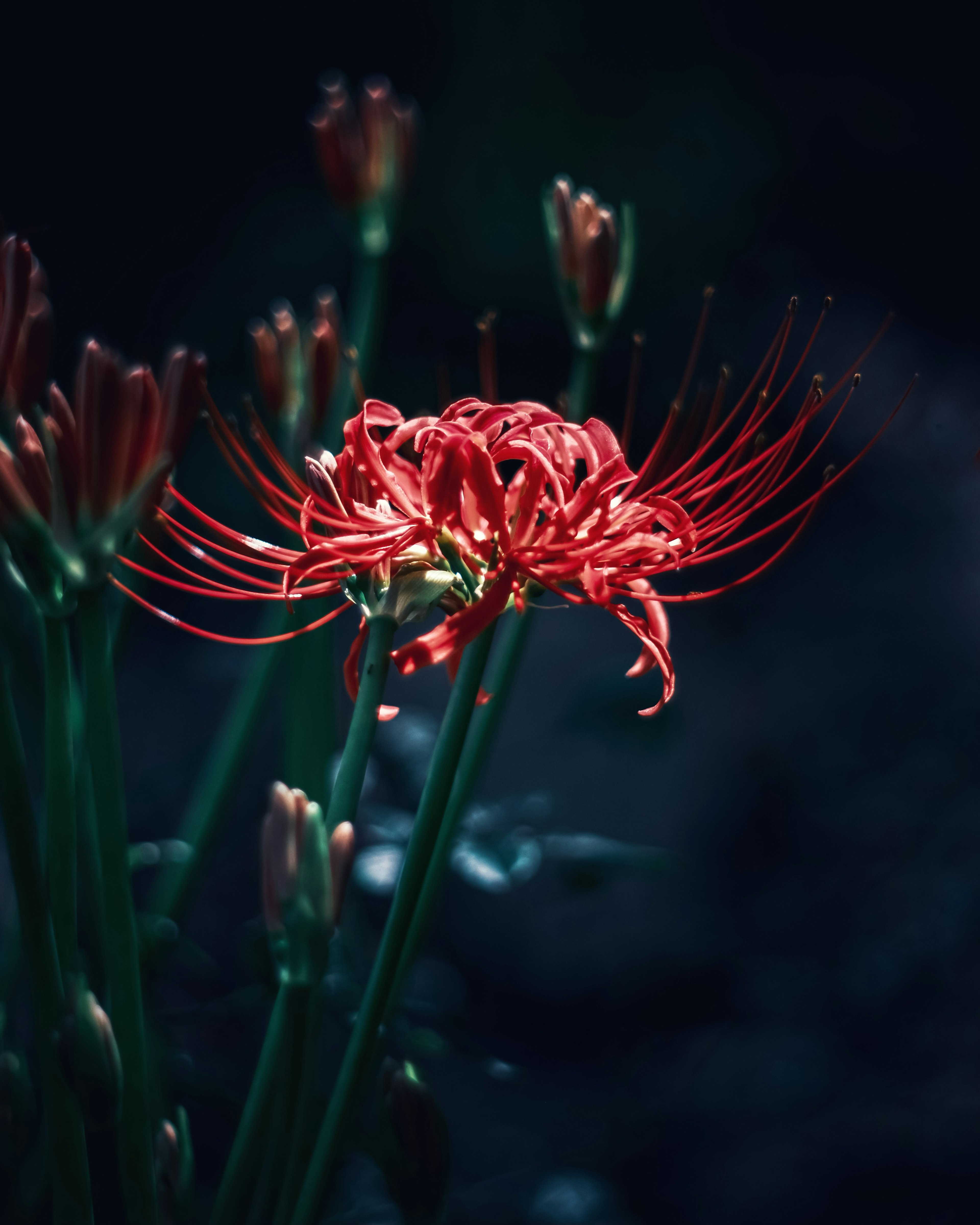 Una vibrante flor de araña roja floreciendo contra un fondo oscuro