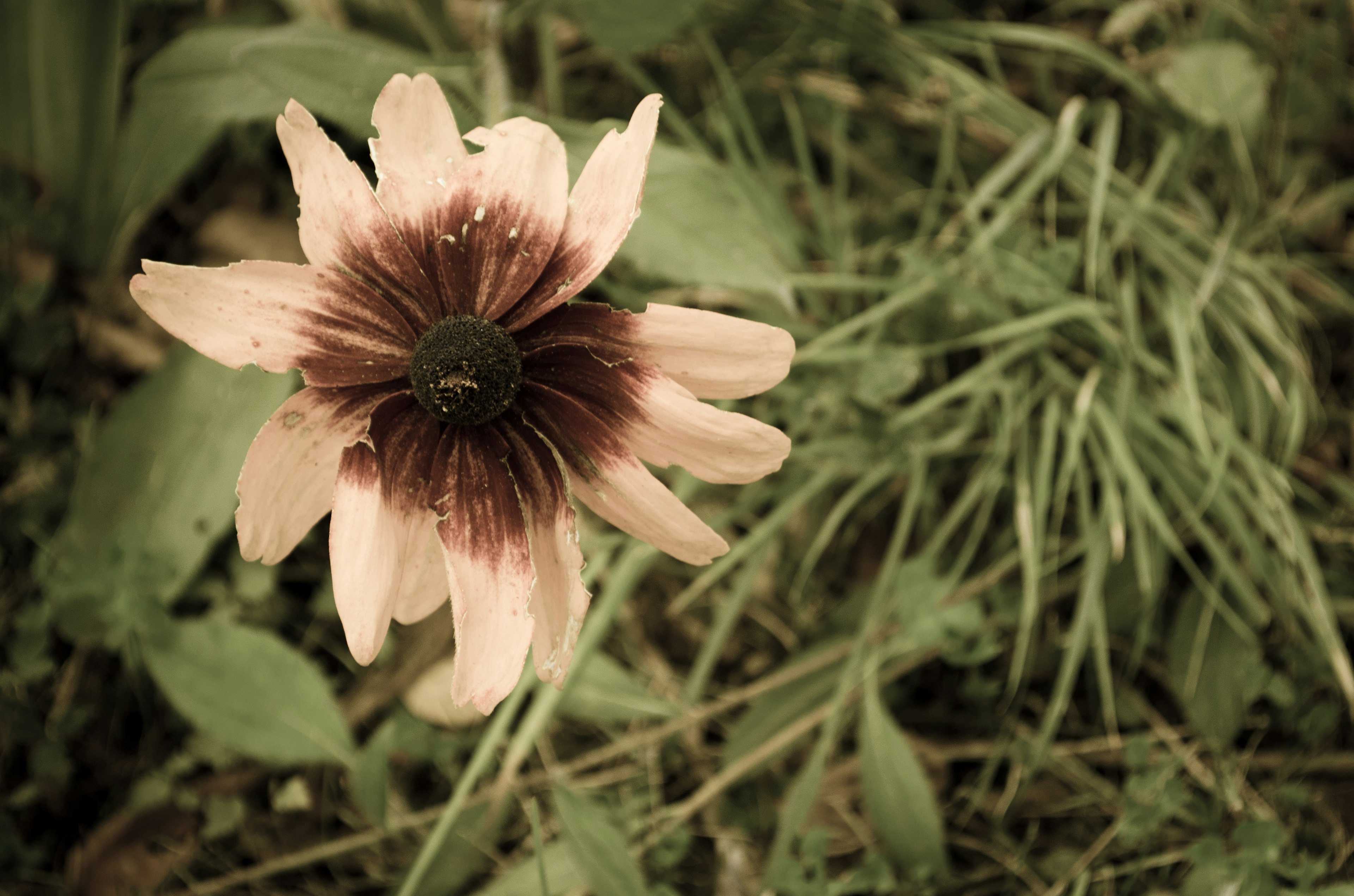 Pale flower with dark center surrounded by green foliage